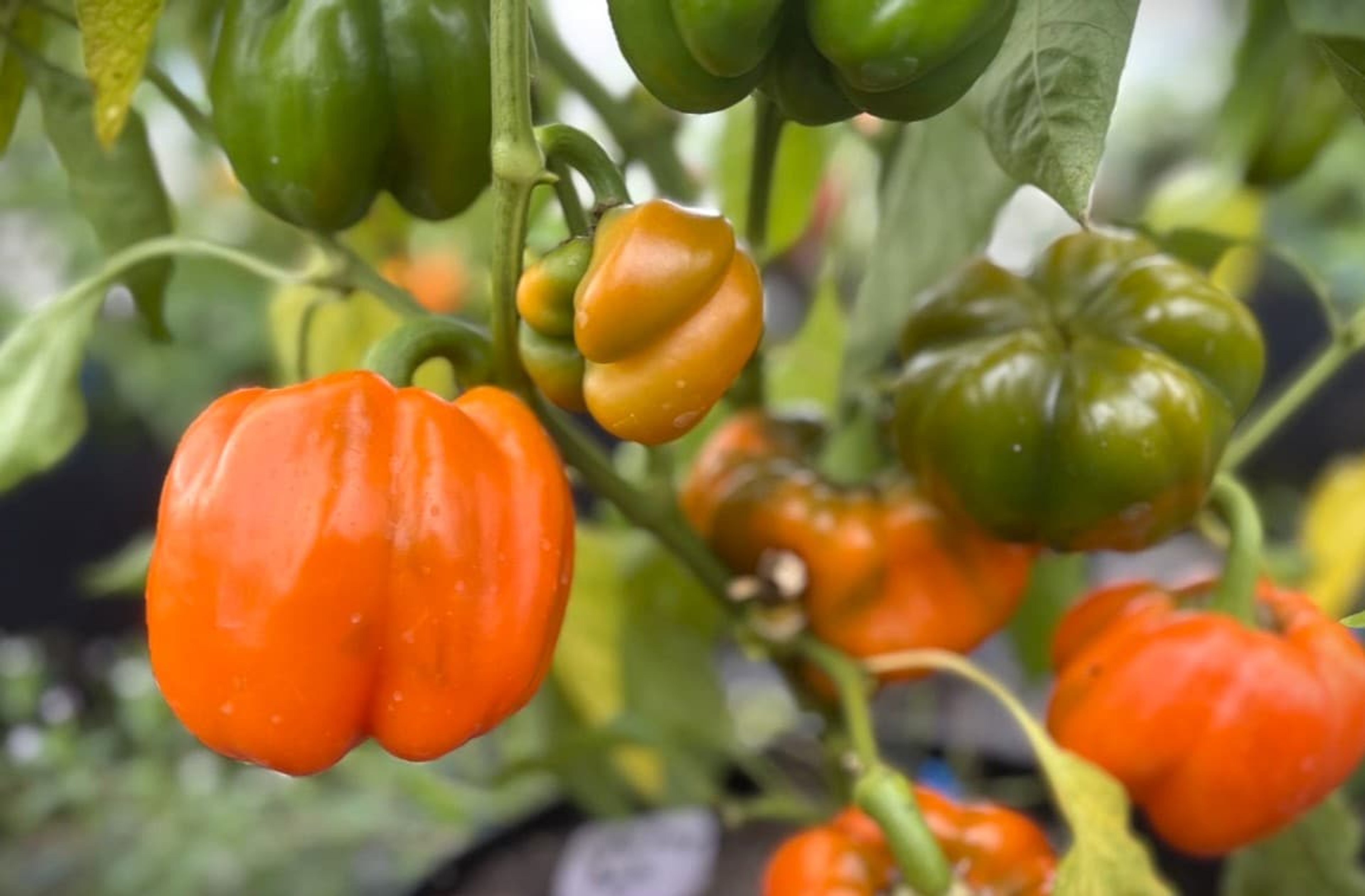 Cubo Orange - Svenskodlade chilifrön från Svenska Frön