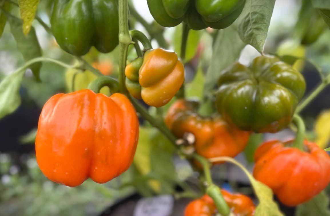 Köp Cubo Orange - Chilifrön online hos Svenska Frön Cubo Orange - Svenskodlade chilifrön från Svenska Frön