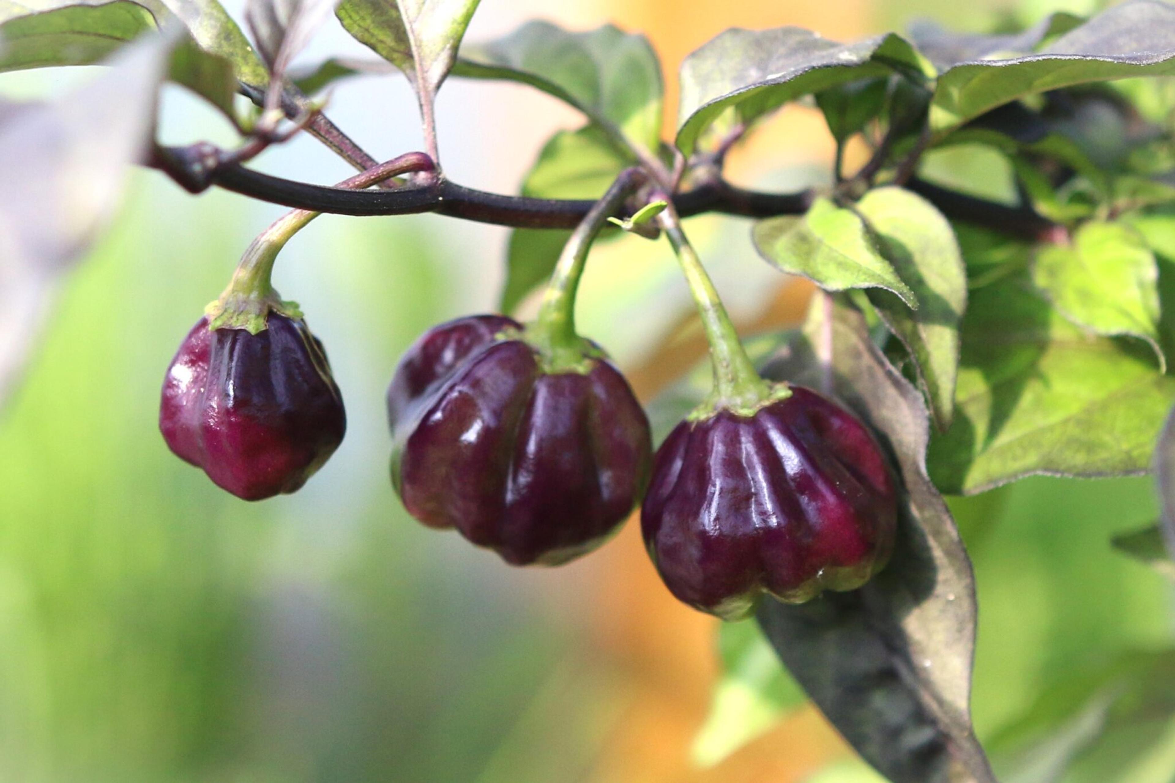 CGN 21500 miniatyrbild 3