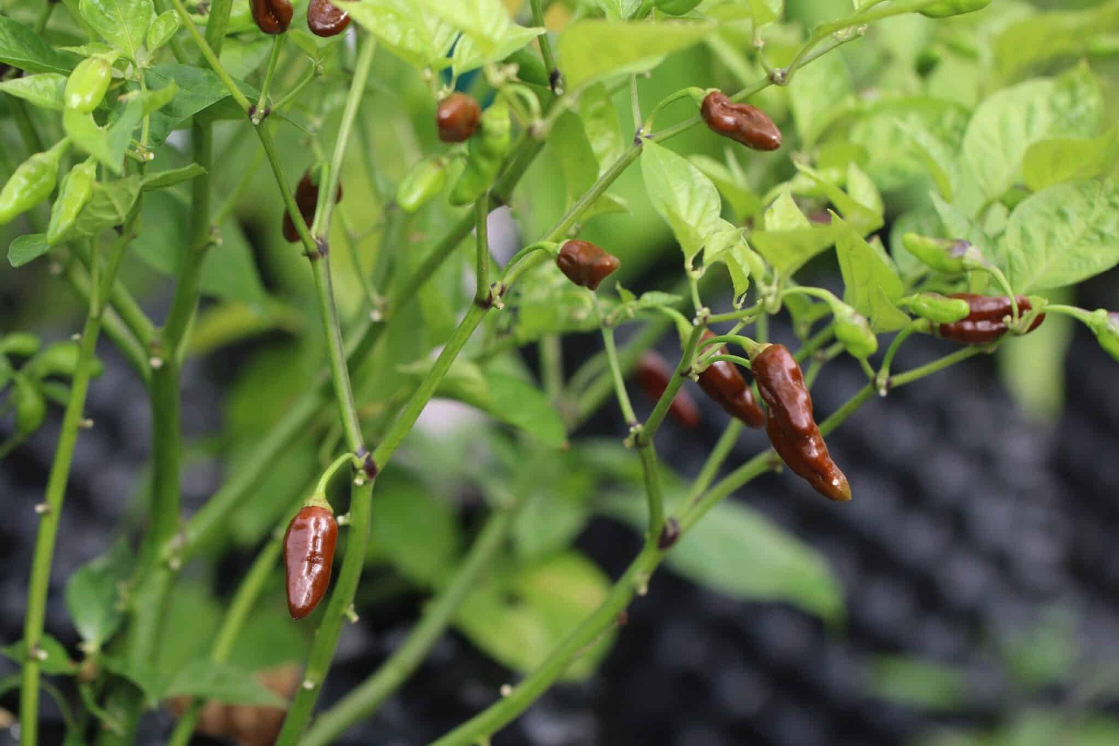 Bleeding Heart Chocolate miniatyrbild 2