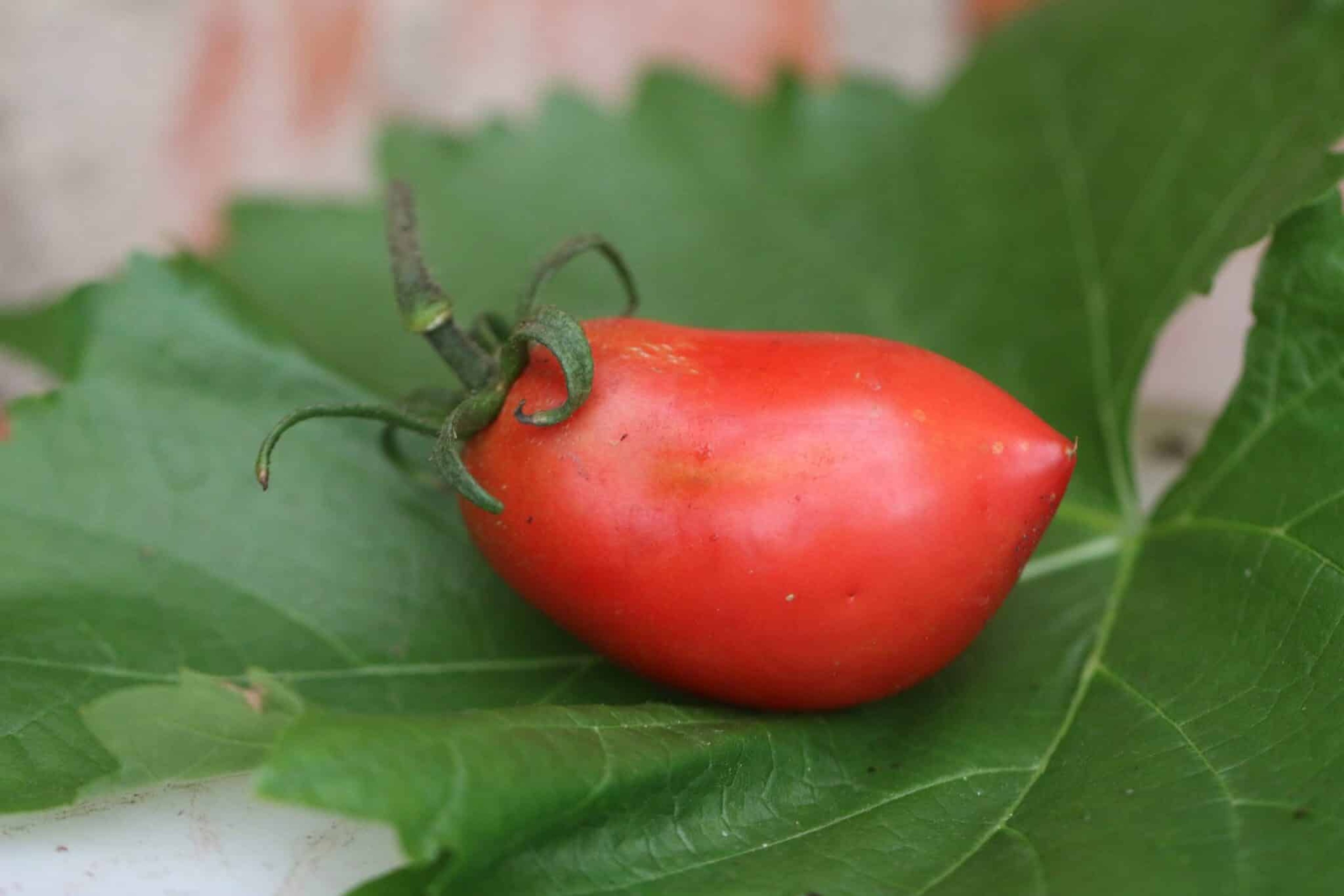 Amish Paste - Svenskodlade tomatfrön från Svenska Frön