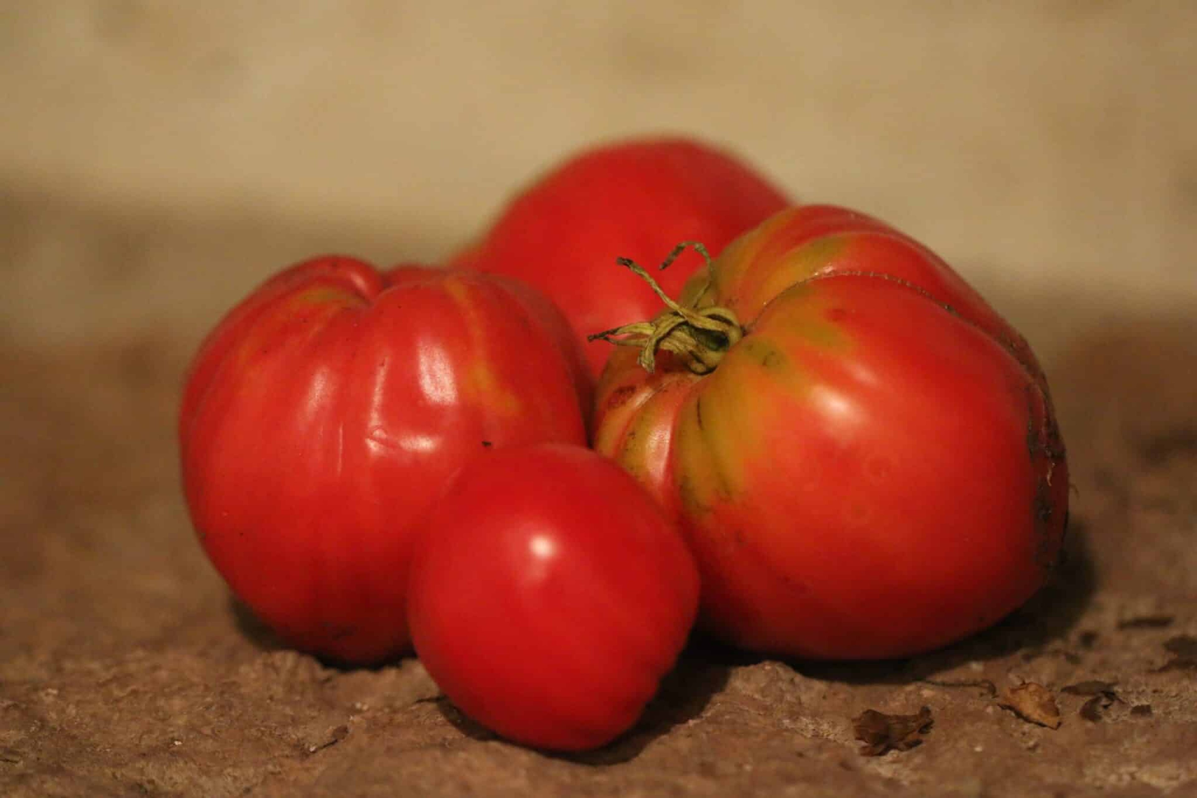 Coeur de Boeuf - Svenskodlade tomatfrön från Svenska Frön