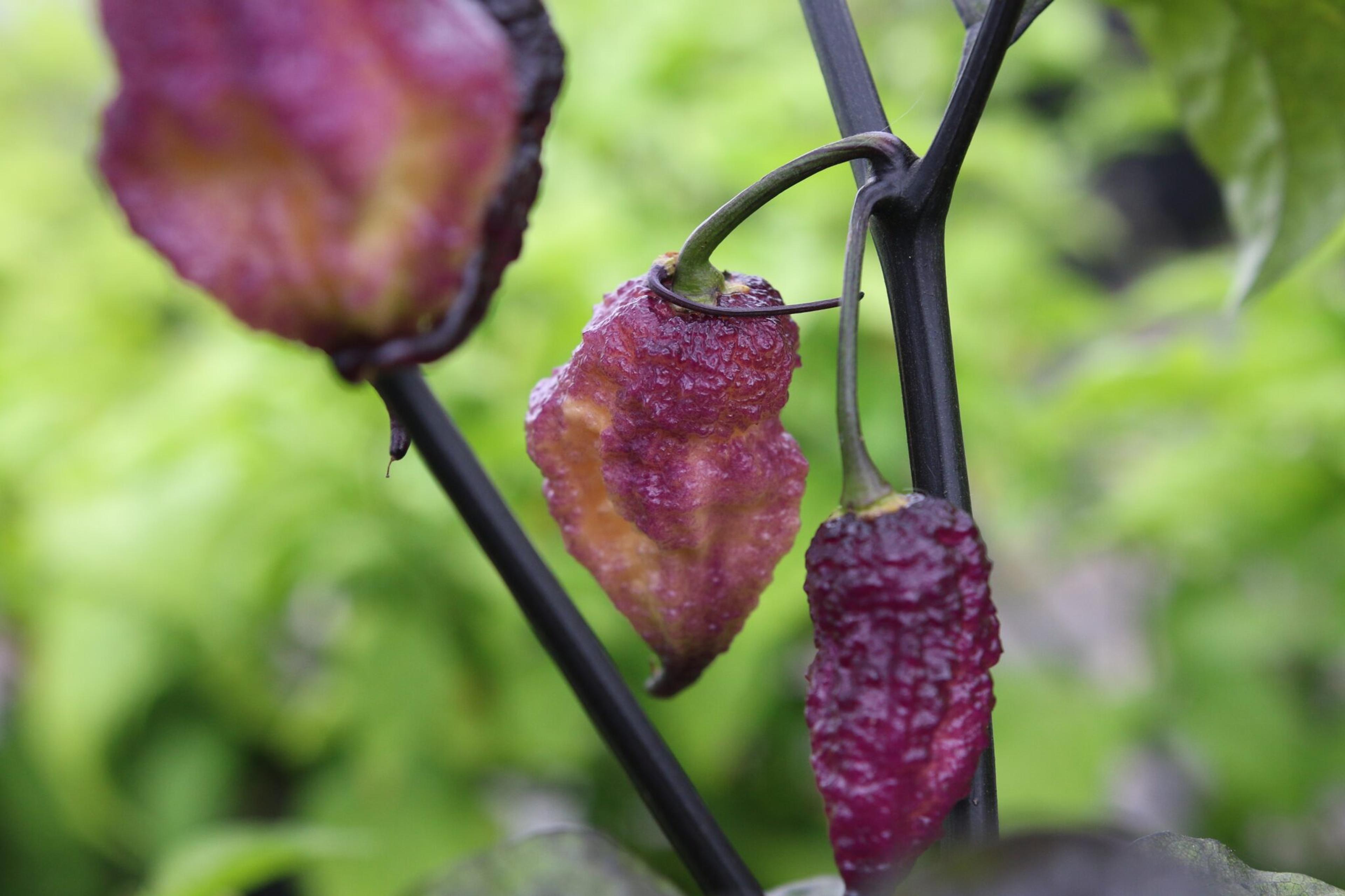 Faddas Boar Claws Purple miniatyrbild 5