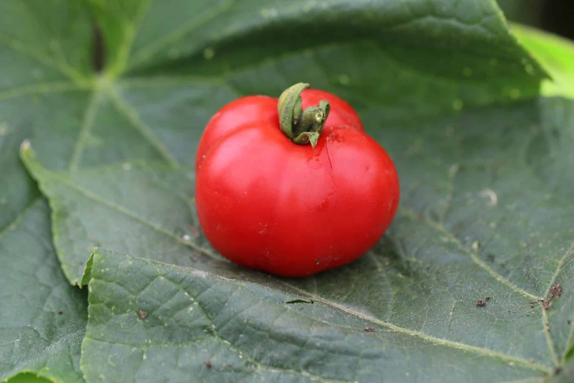 Köp Betalux - Tomatfrön online hos Svenska Frön Betalux - Svenskodlade tomatfrön från Svenska Frön