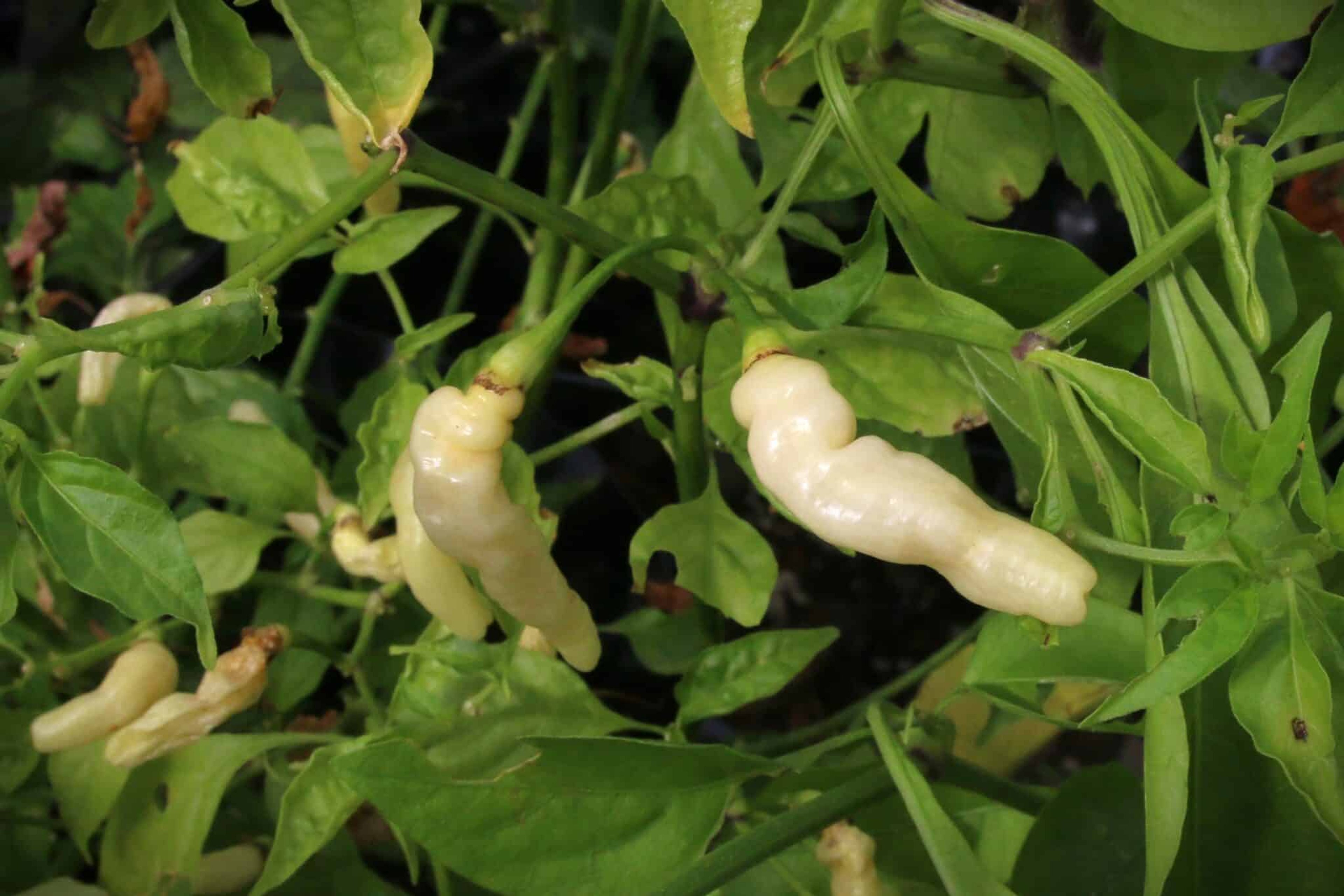 Aji Gusanito - Svenskodlade chilifrön från Svenska Frön