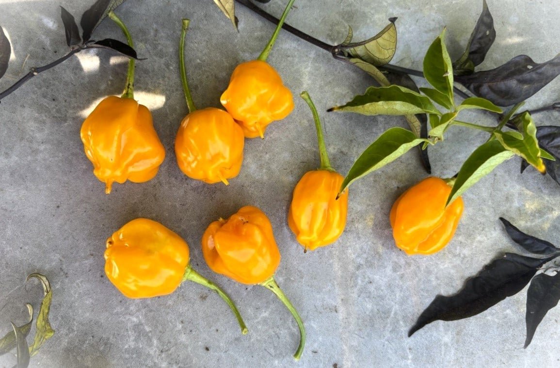 Köp Brasileiro Tres Lobos - Chilifrön online hos Svenska Frön Brasileiro Tres Lobos - Svenskodlade chilifrön från Svenska Frön