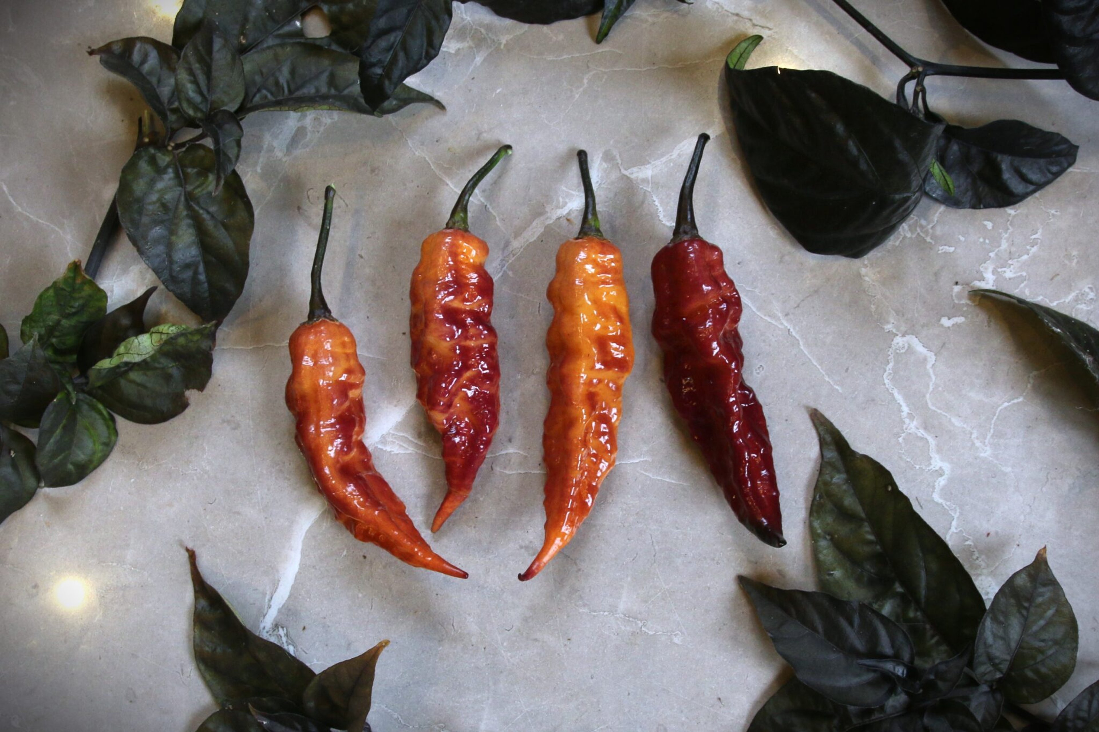 Peach Tiger - Svenskodlade chilifrön från Svenska Frön