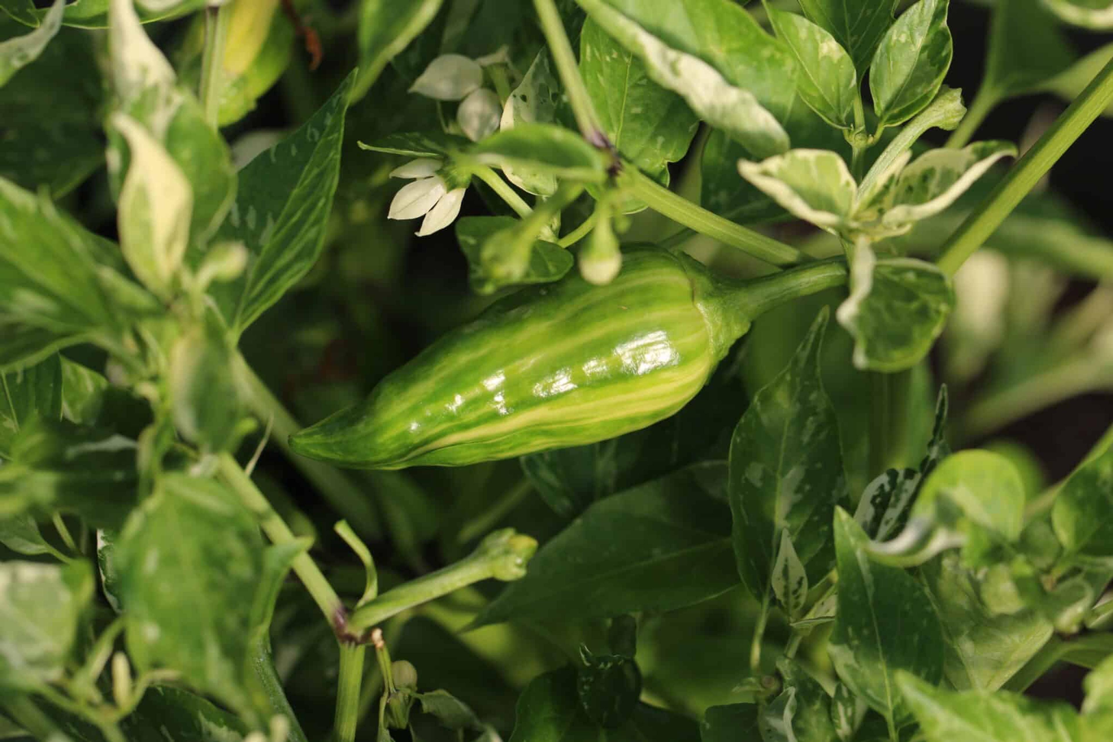 Knights Arch Angel miniatyrbild 1