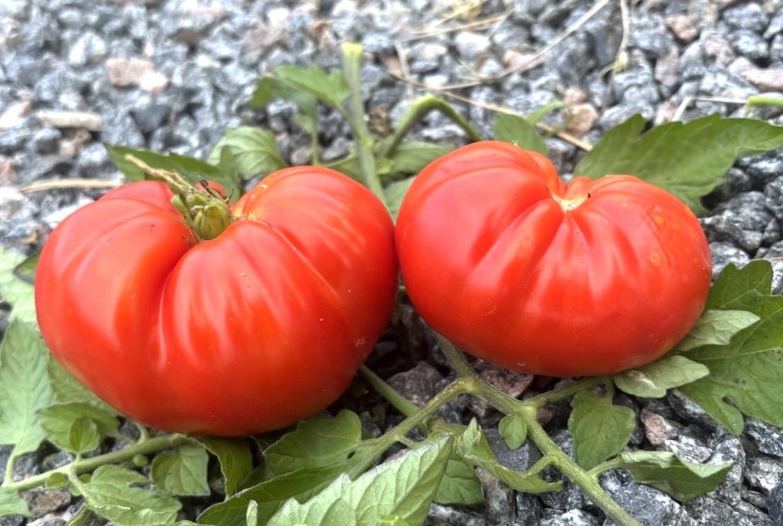 Köp Hybrid Of Love - Tomatfrön online hos Svenska Frön Hybrid Of Love - Svenskodlade tomatfrön från Svenska Frön