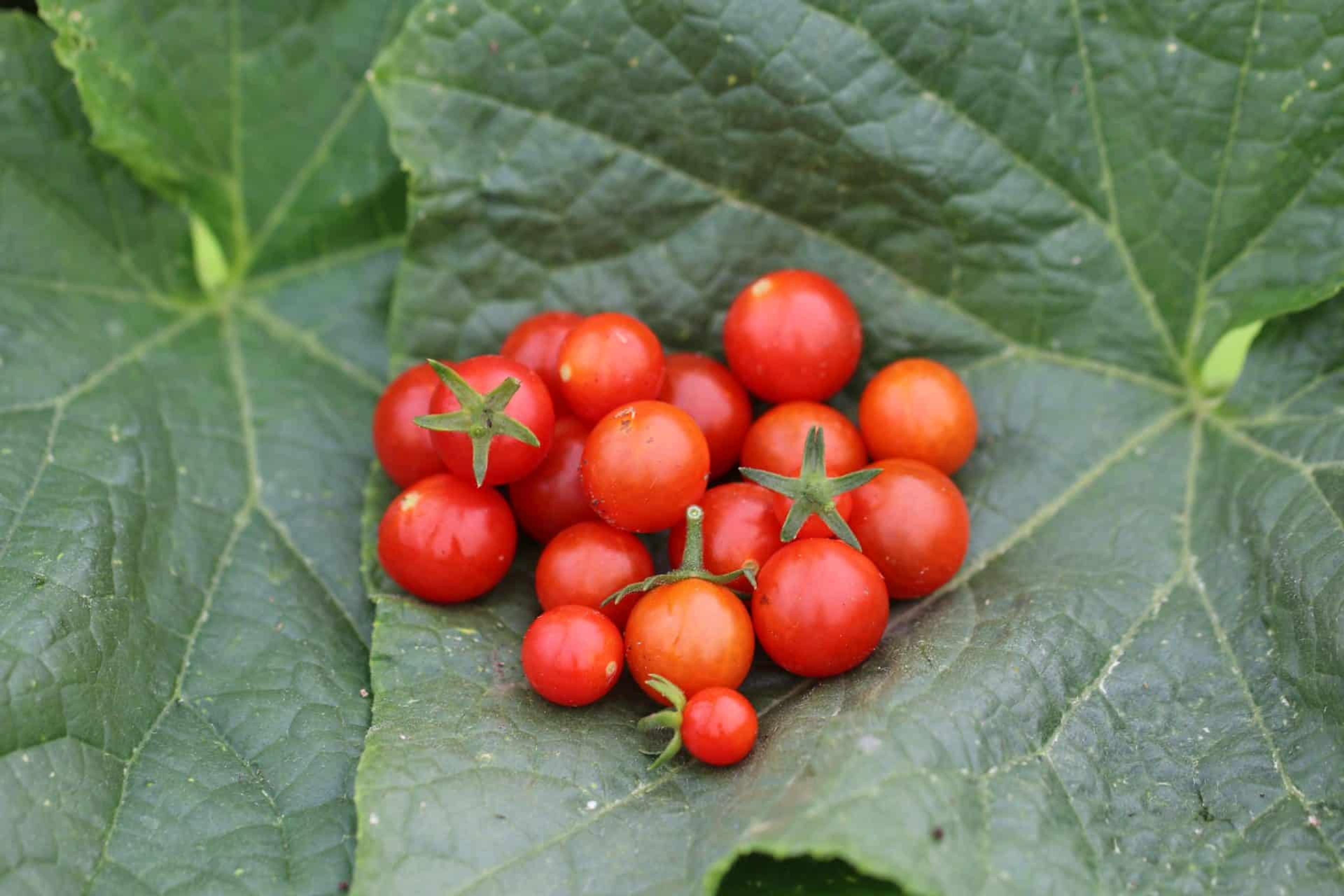 HUNDREDS & THOUSANDS miniatyrbild 2