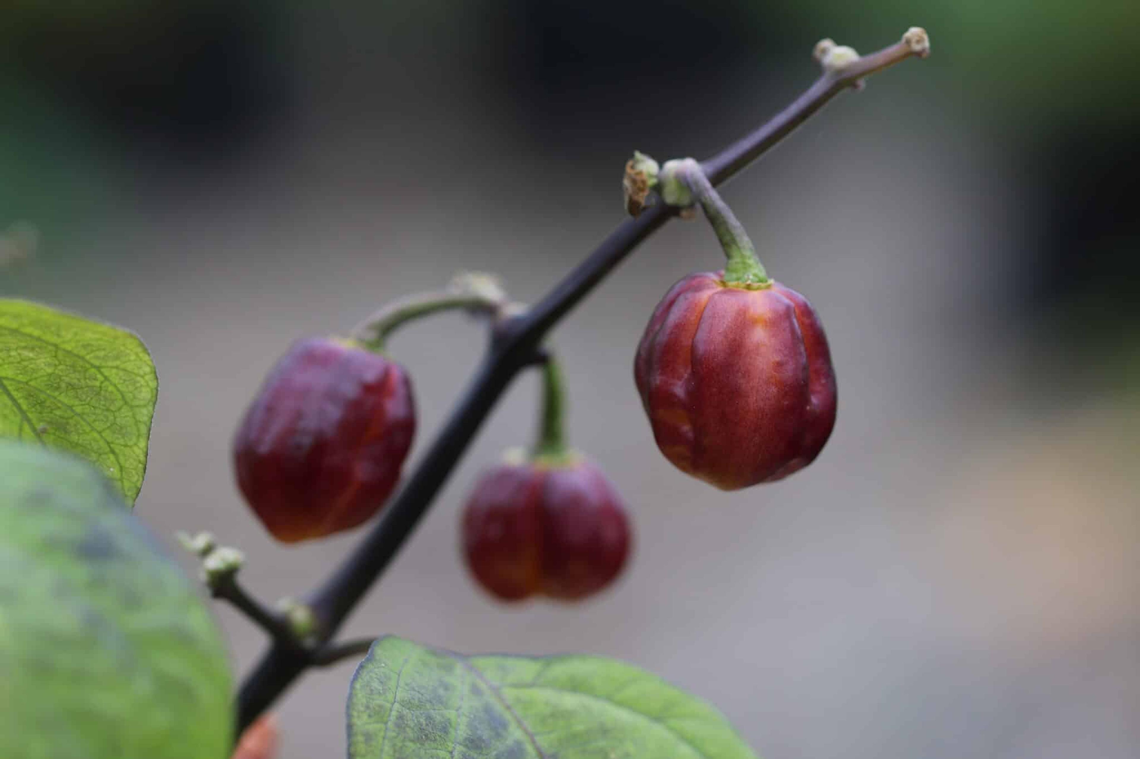 Purple Peach miniatyrbild 2