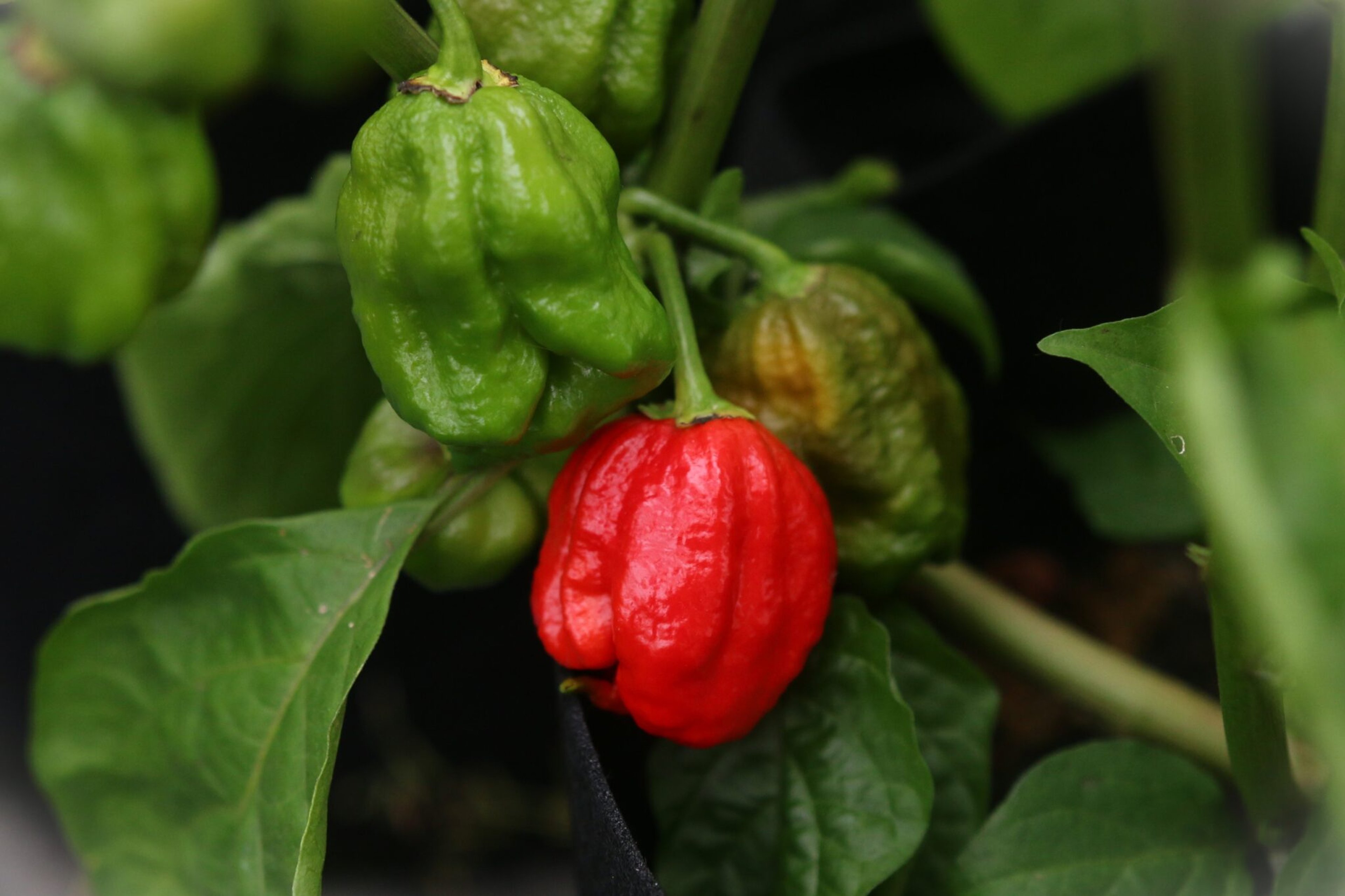 Apocalypse - Svenskodlade chilifrön från Svenska Frön