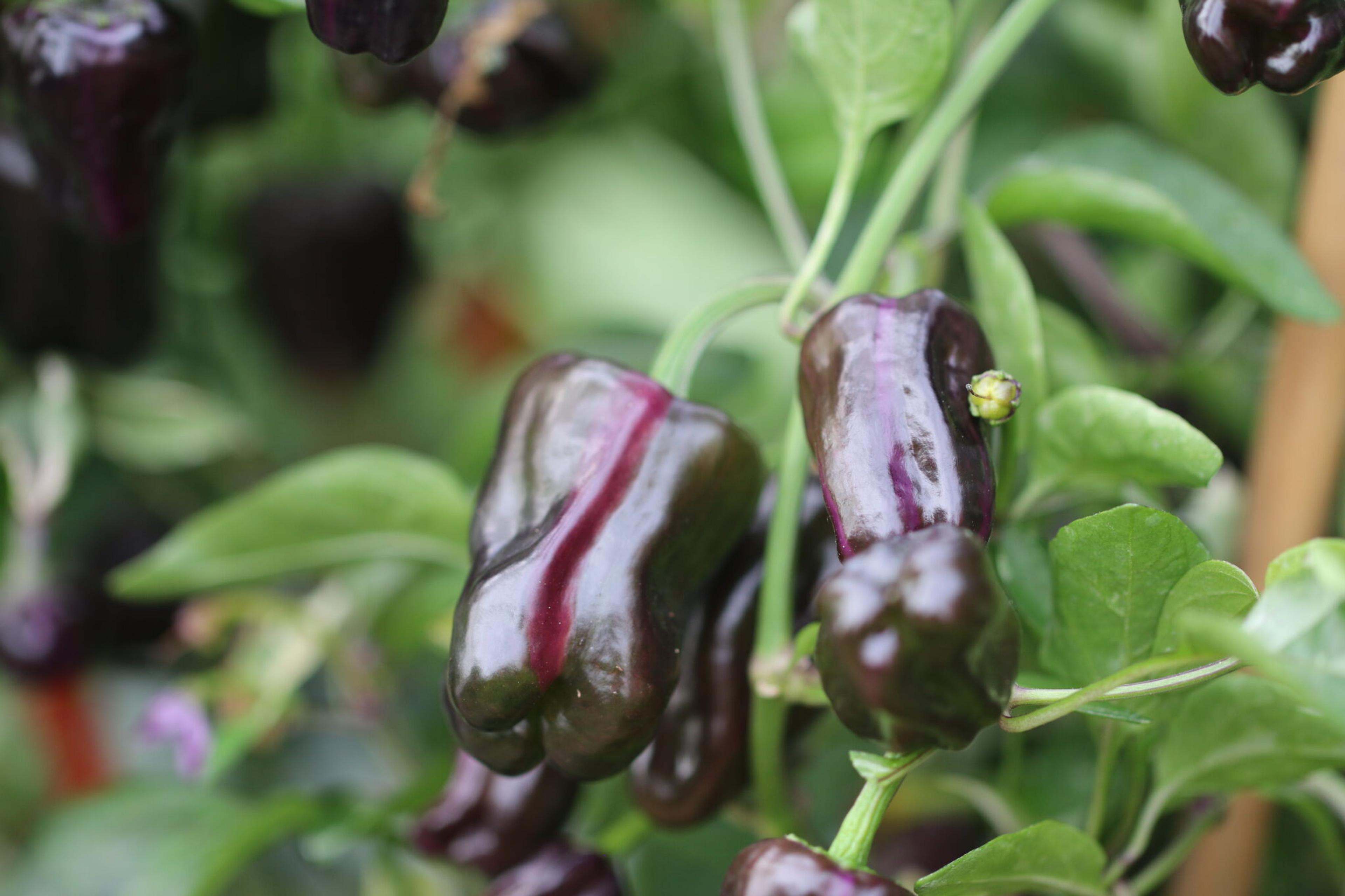 Purple Tiger x Candy Cane miniatyrbild 7