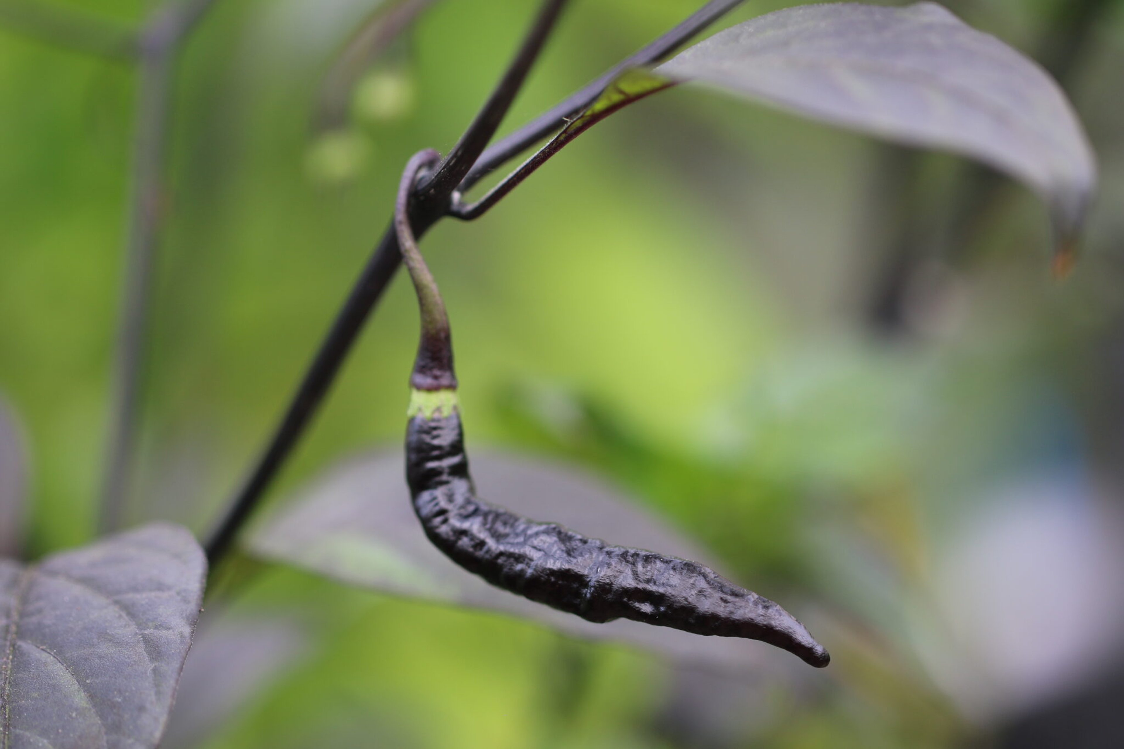 Murupi Purple - Svenskodlade chilifrön från Svenska Frön