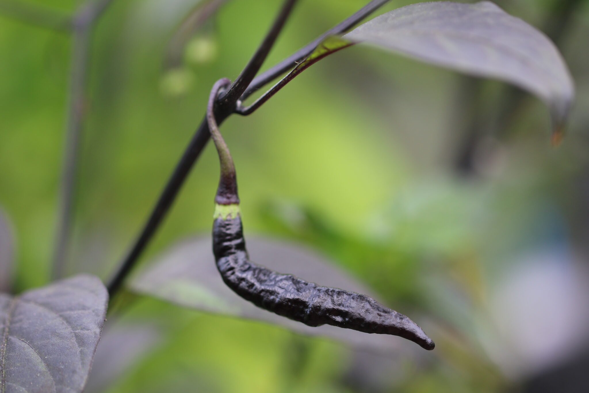 Köp Murupi Purple - Chilifrön online hos Svenska Frön Murupi Purple - Svenskodlade chilifrön frÄn Svenska Frön