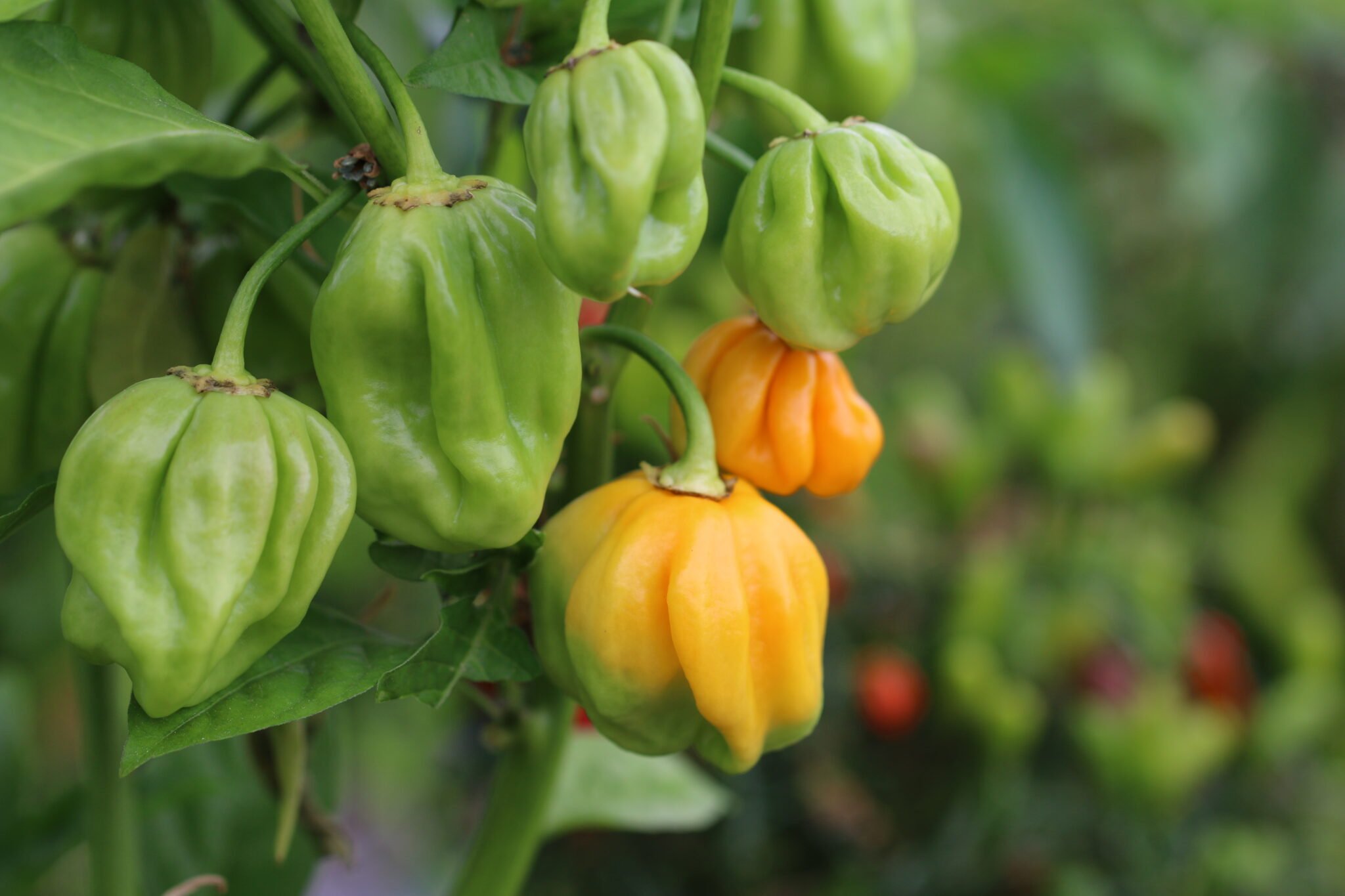 Köp Saco de Velho - Chilifrön online hos Svenska Frön Saco de Velho - Svenskodlade chilifrön från Svenska Frön