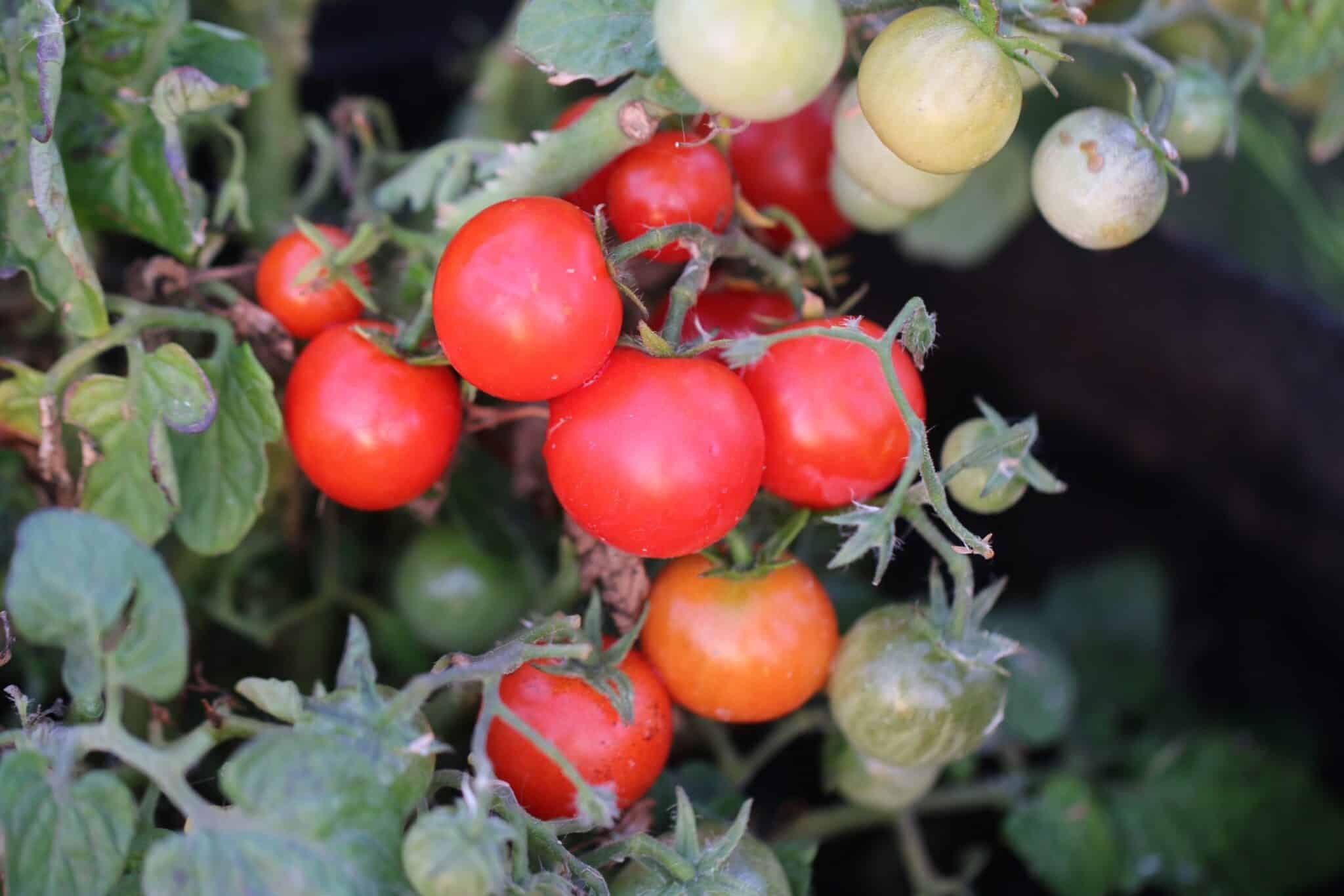 Köp Primabelle - Tomatfrön online hos Svenska Frön Primabelle - Svenskodlade tomatfrön från Svenska Frön