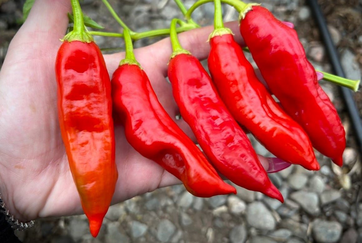 Köp Achard - Chilifrön online hos Svenska Frön Achard - Svenskodlade chilifrön från Svenska Frön