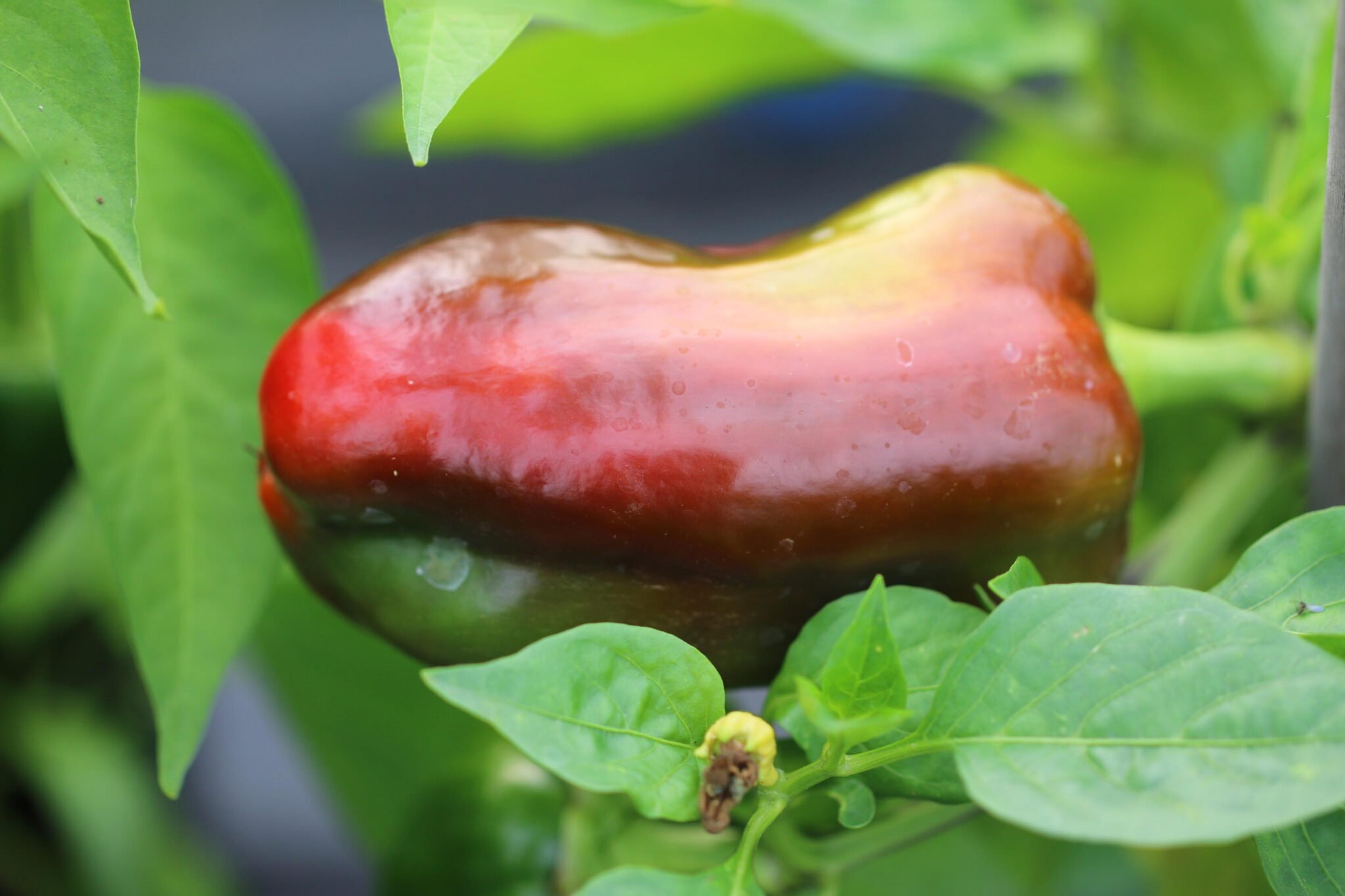 King of the North miniatyrbild 2