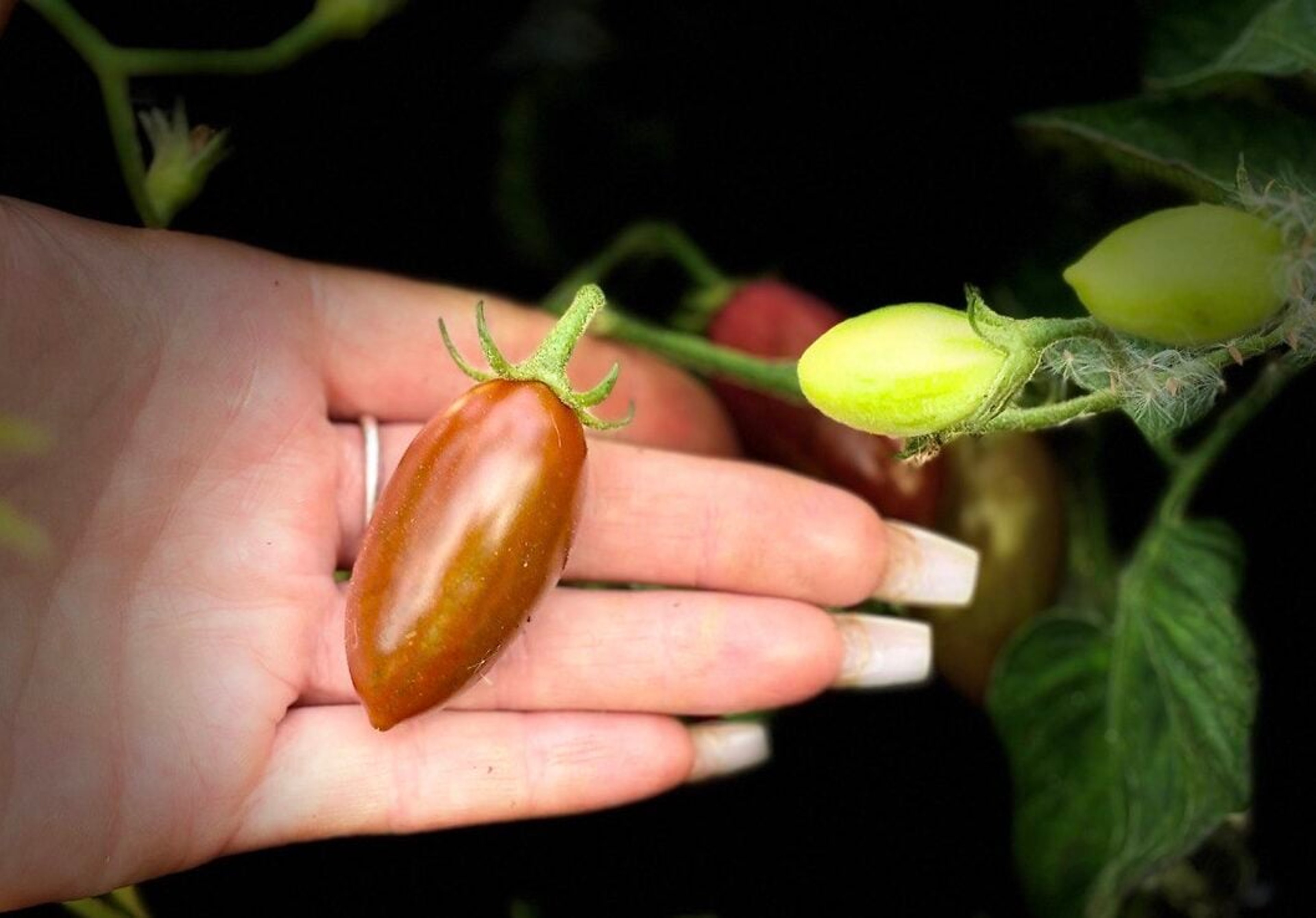 Tamarindo Multicolor - Svenskodlade tomatfrön från Svenska Frön