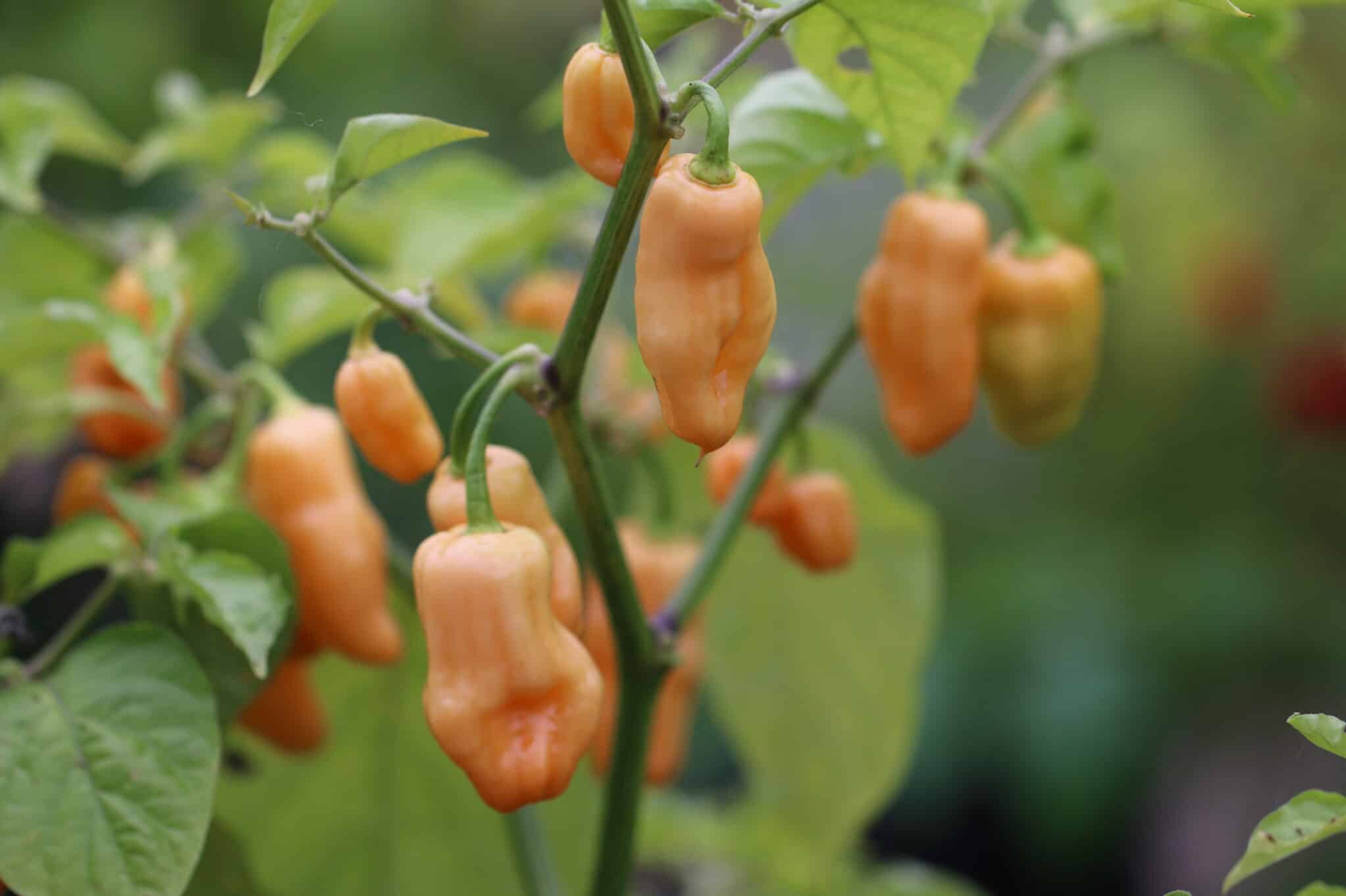Habanero Pink - Svenskodlade chilifrön från Svenska Frön