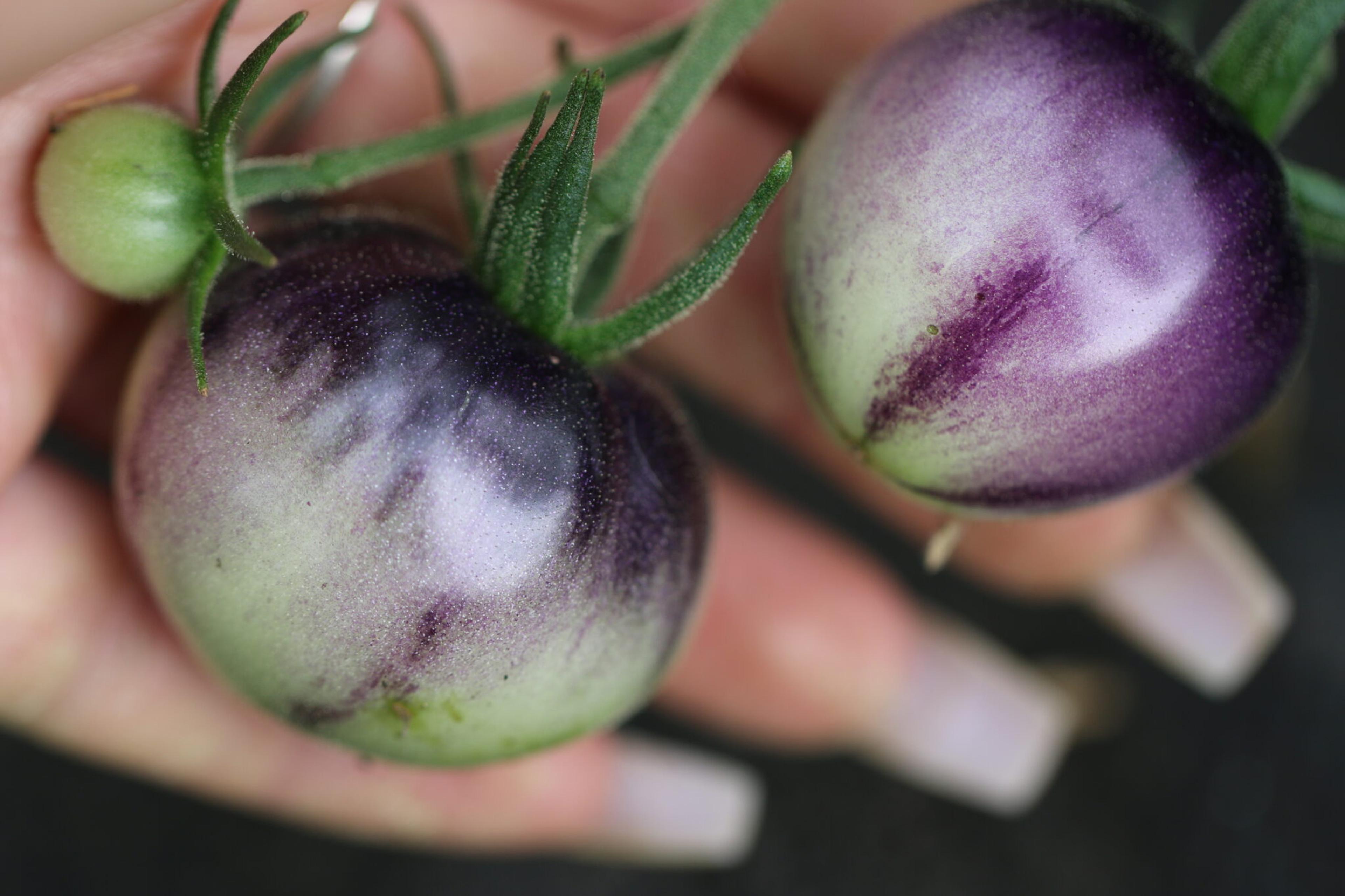 Glossy Rose Blue miniatyrbild 2