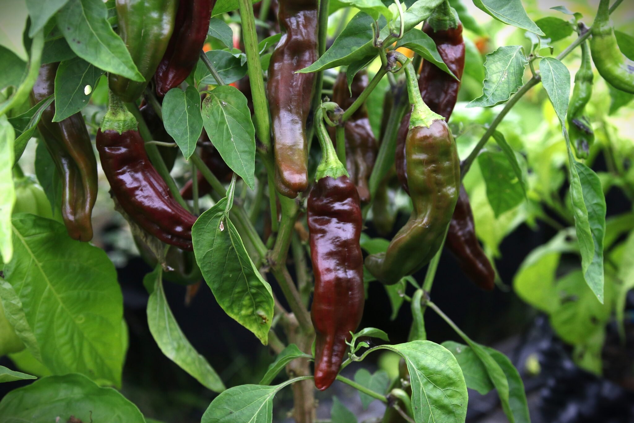 Köp Ethiopian Brown - Chilifrön online hos Svenska Frön Ethiopian Brown - Svenskodlade chilifrön från Svenska Frön