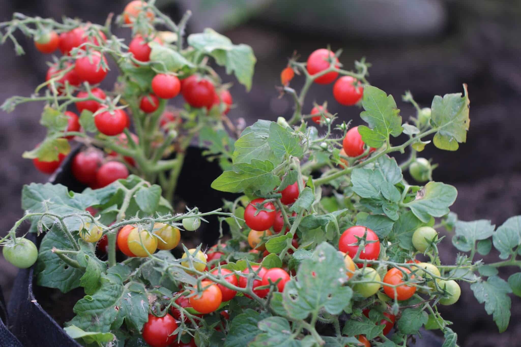 Köp Veranda Red - Tomatfrön online hos Svenska Frön Veranda Red - Svenskodlade tomatfrön från Svenska Frön