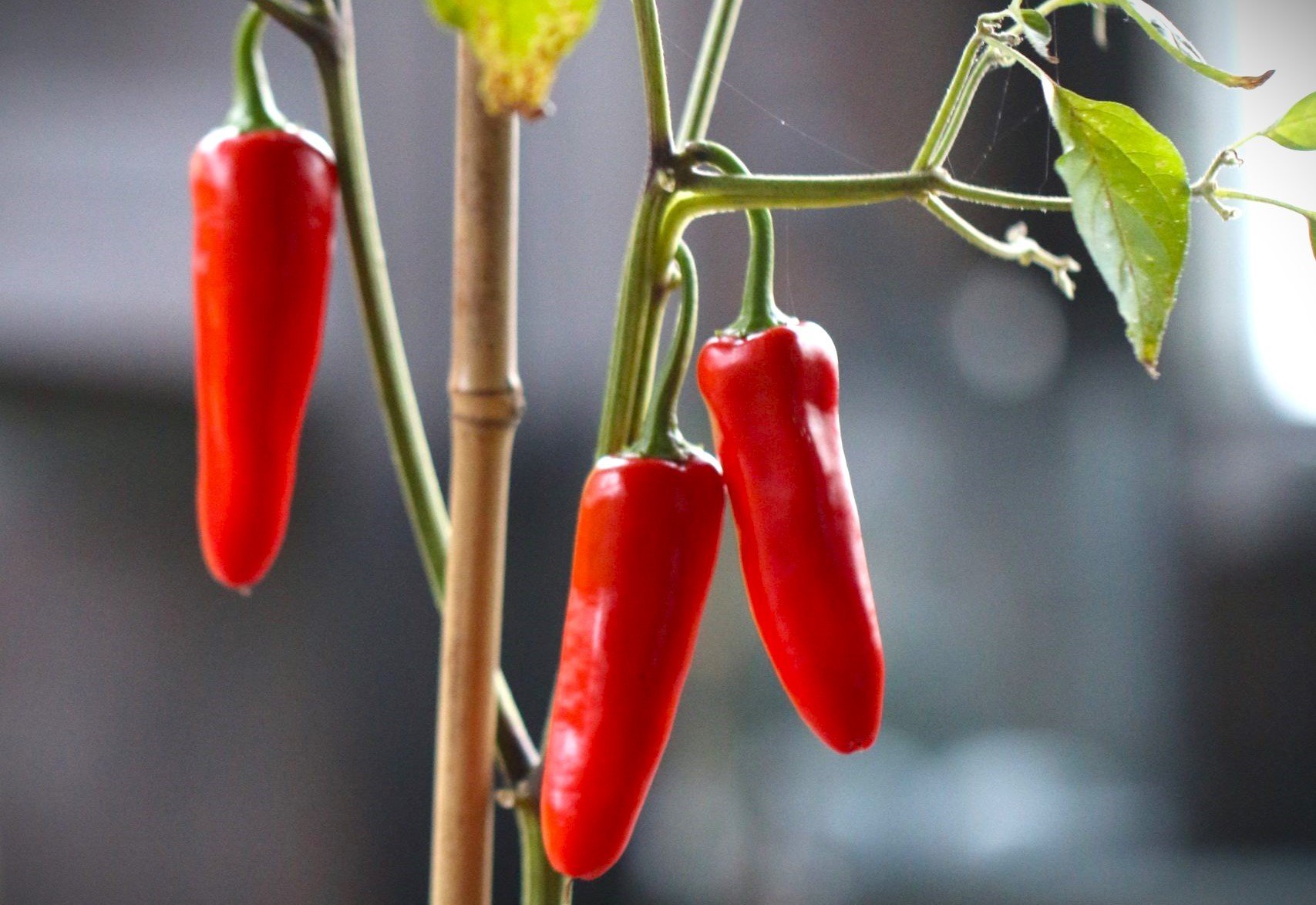 Köp Chili Panachel - Chilifrön online hos Svenska Frön Chili Panachel - Svenskodlade chilifrön från Svenska Frön