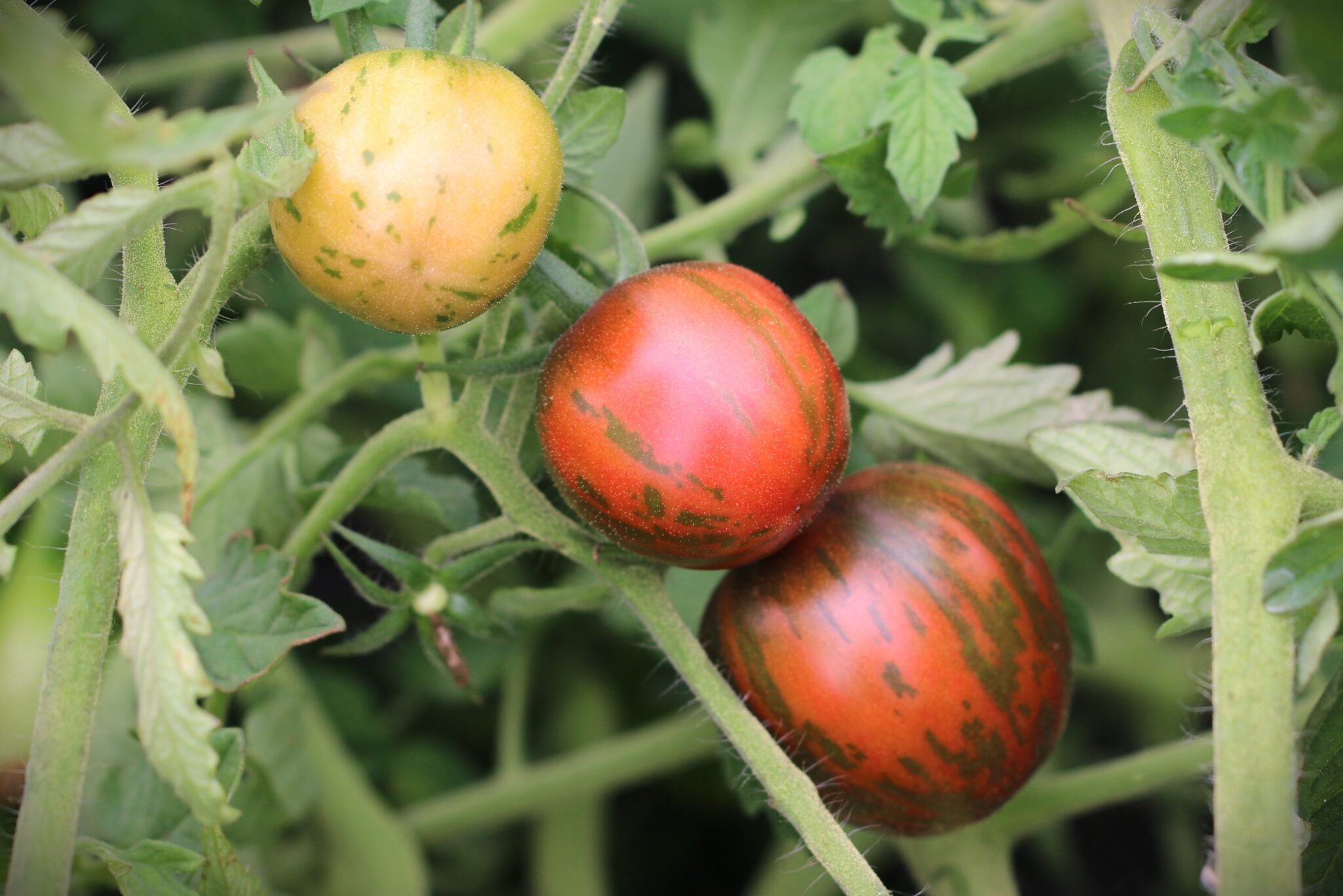 Köp Cosmic Eclipse - Tomatfrön online hos Svenska Frön Cosmic Eclipse - Svenskodlade tomatfrön från Svenska Frön