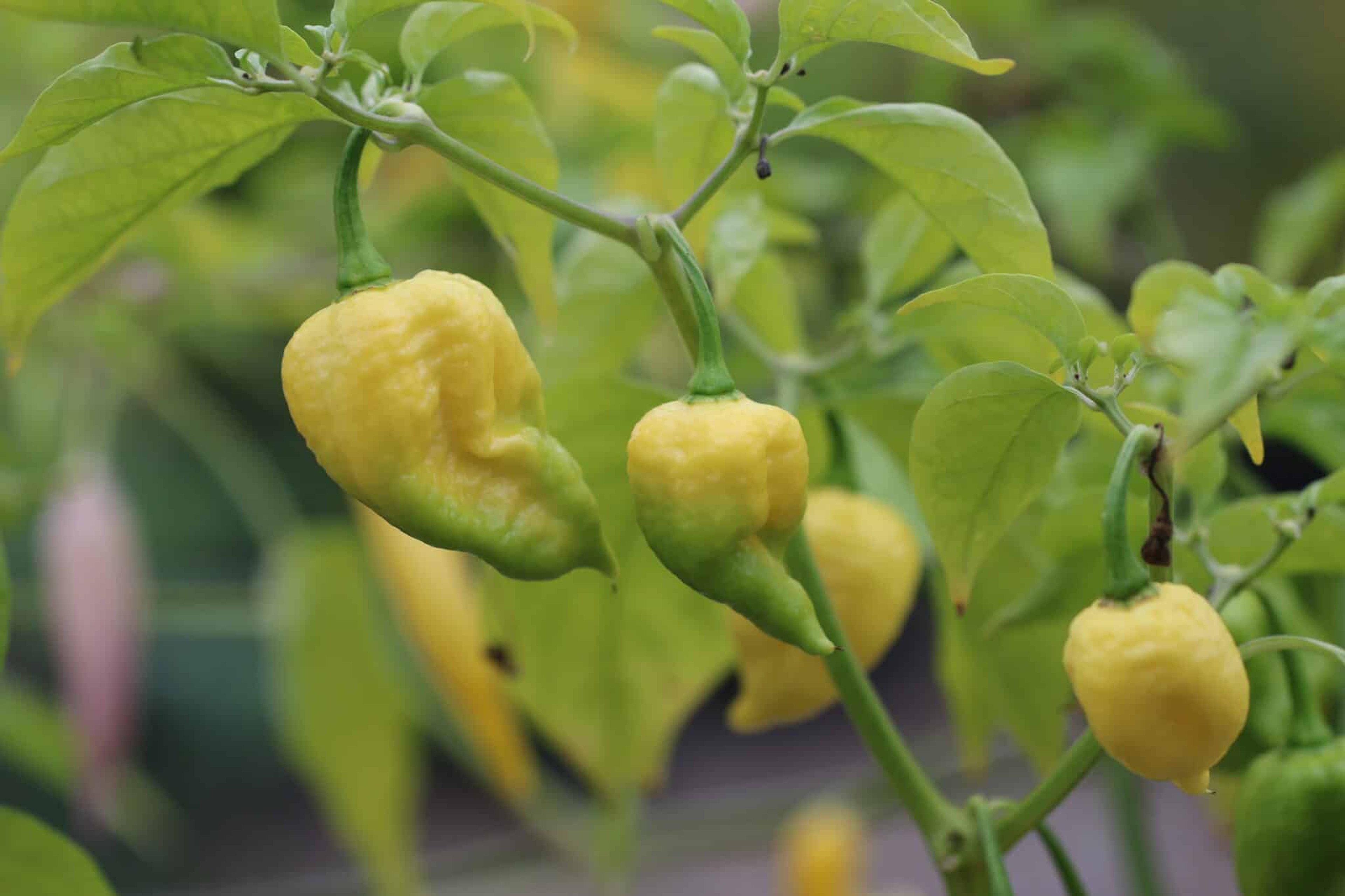 Trinidad Moruga Scorpion White - Svenskodlade chilifrön från Svenska Frön