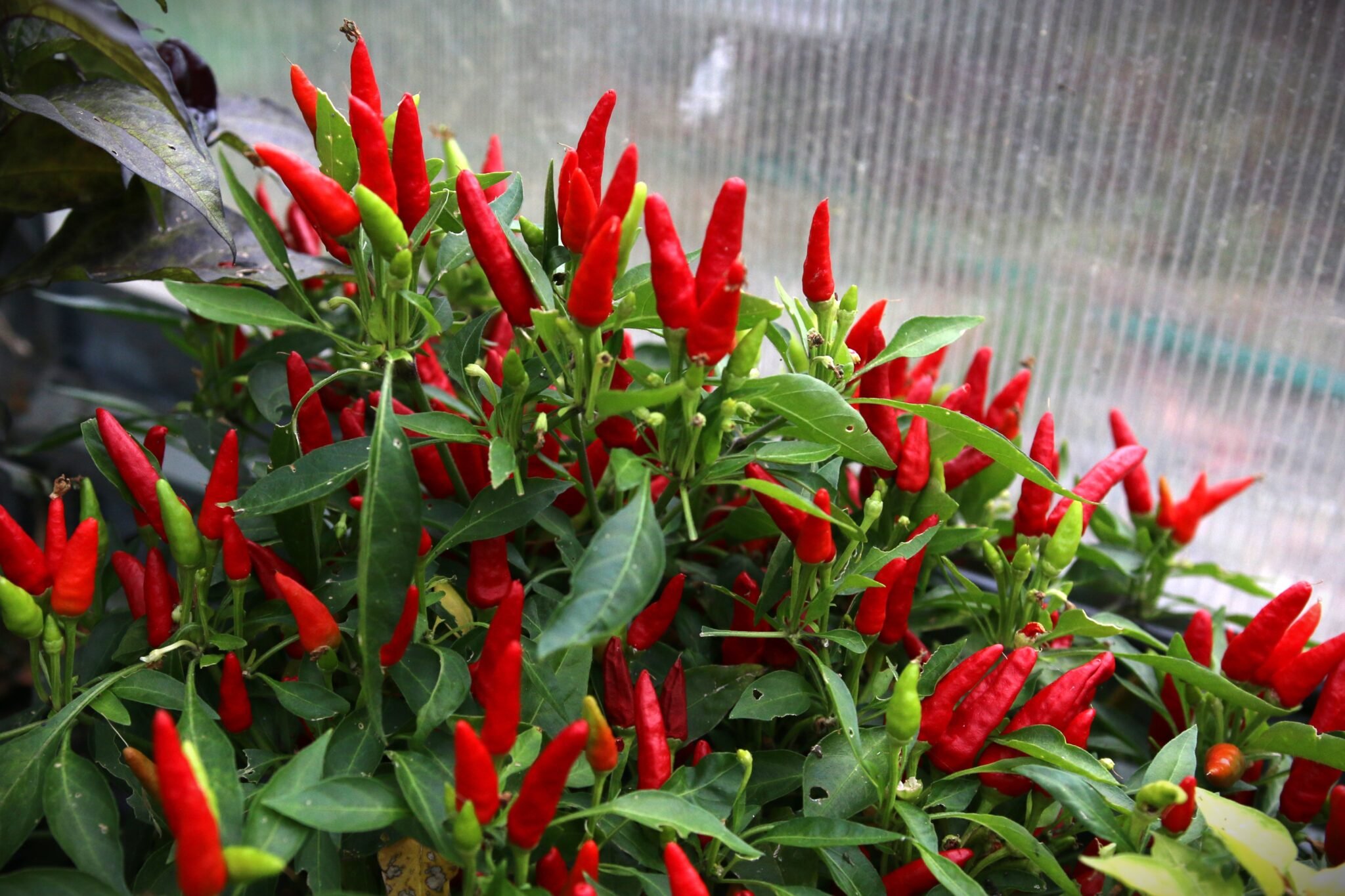 Köp Candlelight - Chilifrön online hos Svenska Frön Candlelight - Svenskodlade chilifrön frÄn Svenska Frön