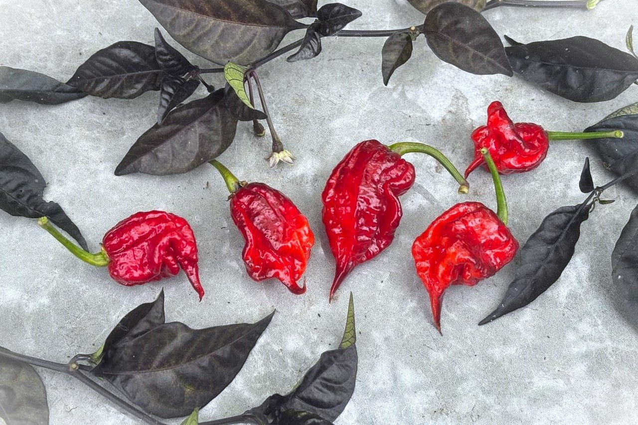 Köp Purple Reaper - Chilifrön online hos Svenska Frön Purple Reaper - Svenskodlade chilifrön från Svenska Frön