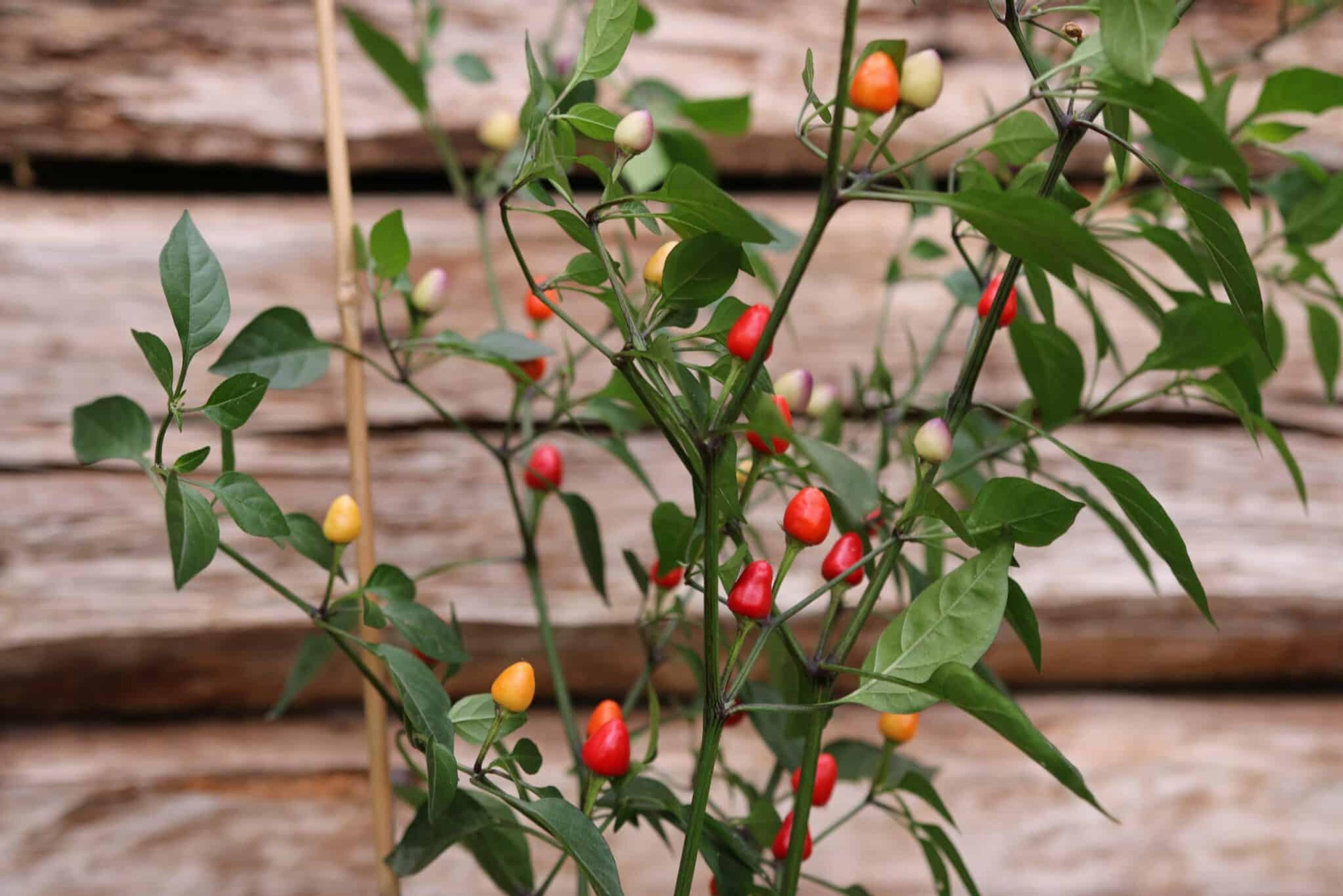 Aurora miniatyrbild 3