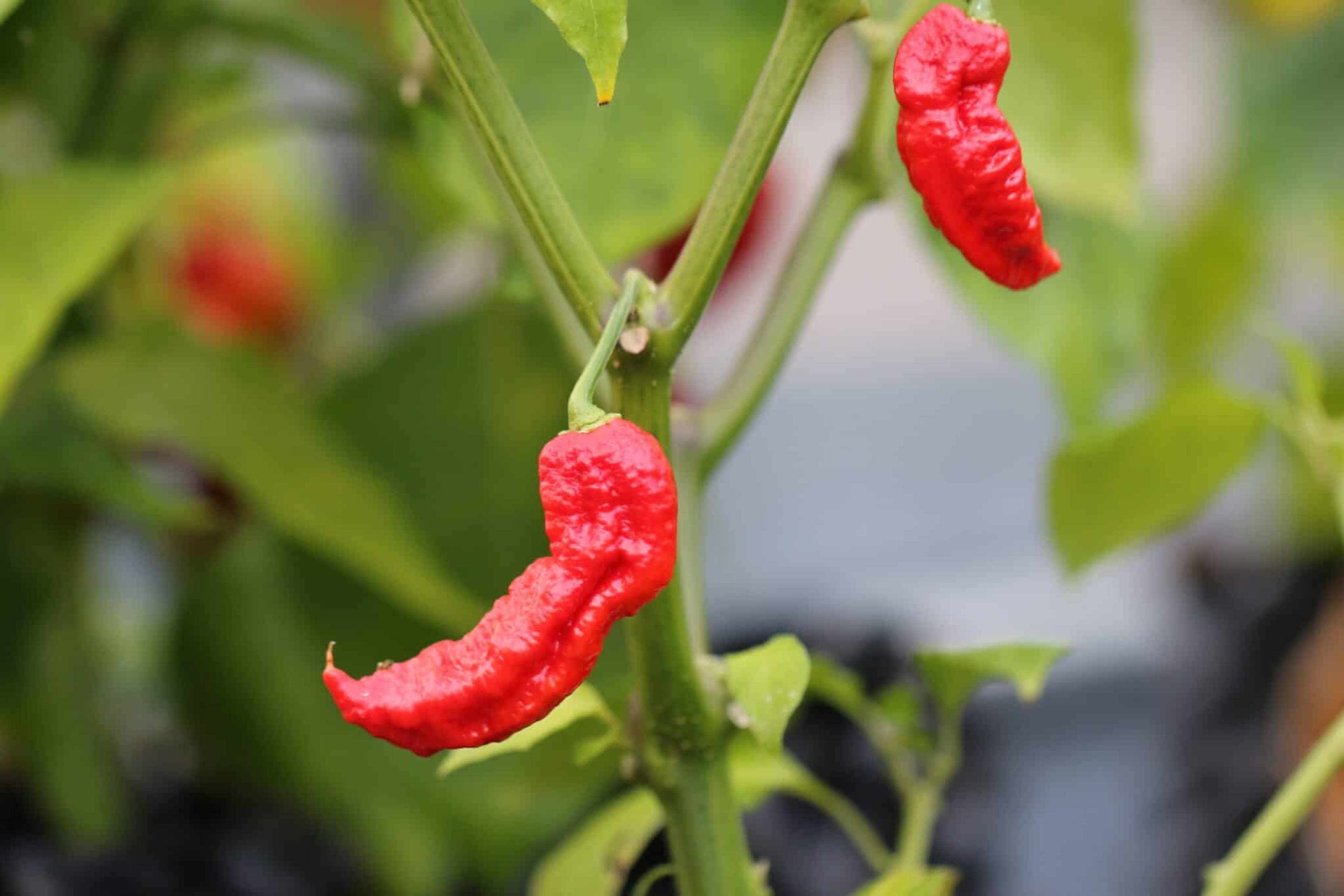 Jay’s Ghost Scorpion Red - Svenskodlade chilifrön från Svenska Frön