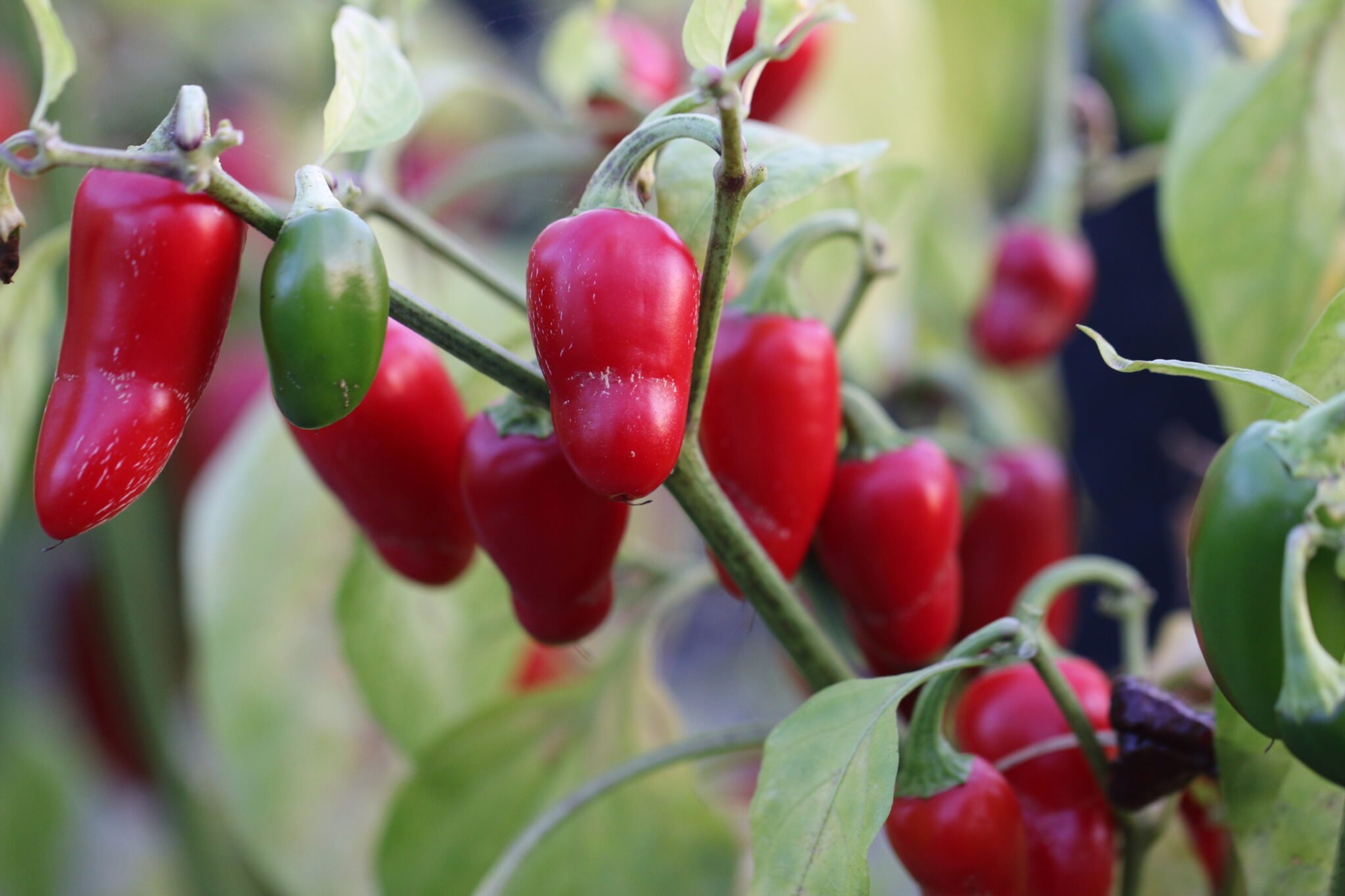 Jalapeno Early - Svenskodlade chilifrön från Svenska Frön
