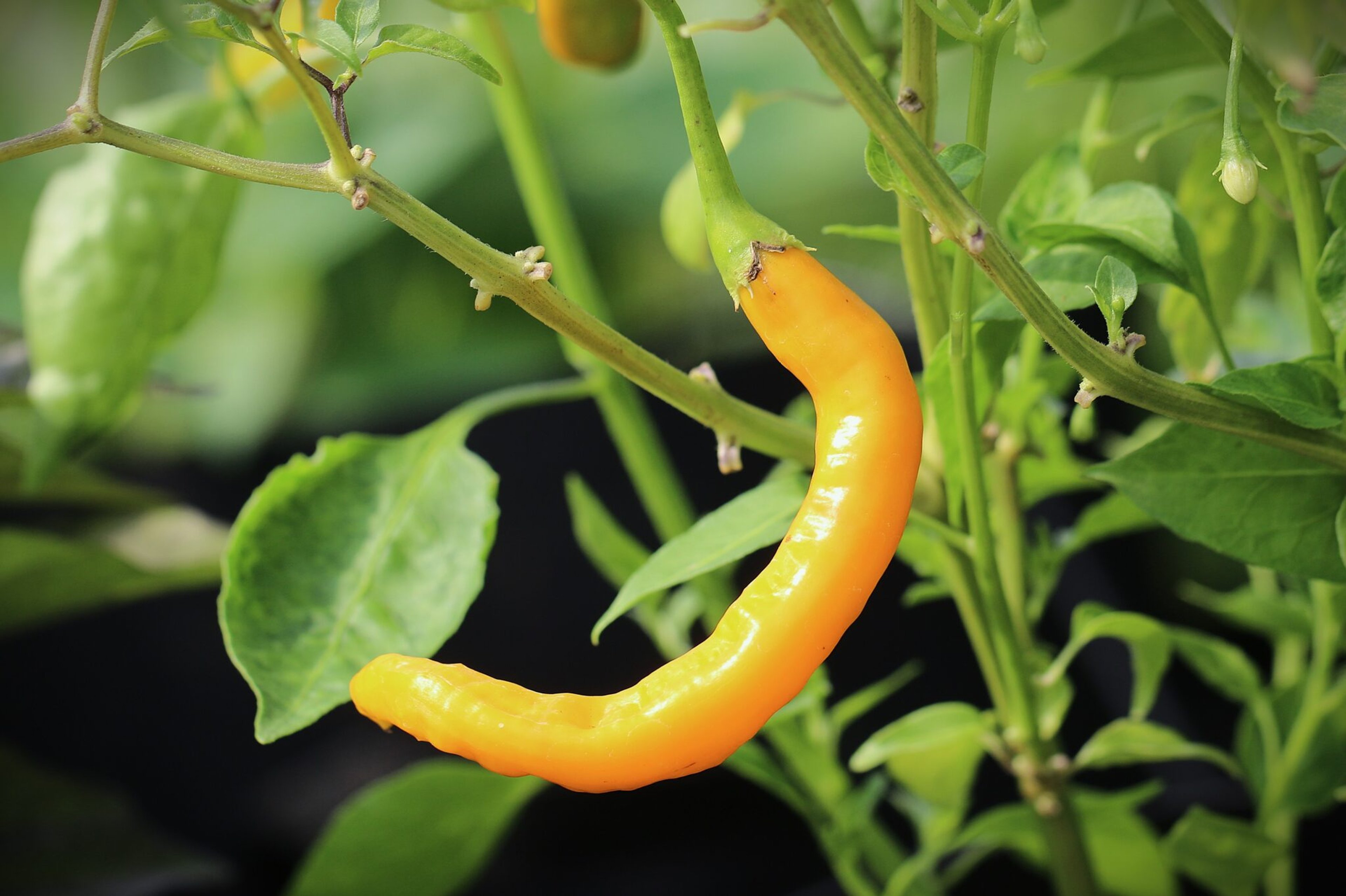 Aji Guyana - Svenskodlade chilifrön från Svenska Frön