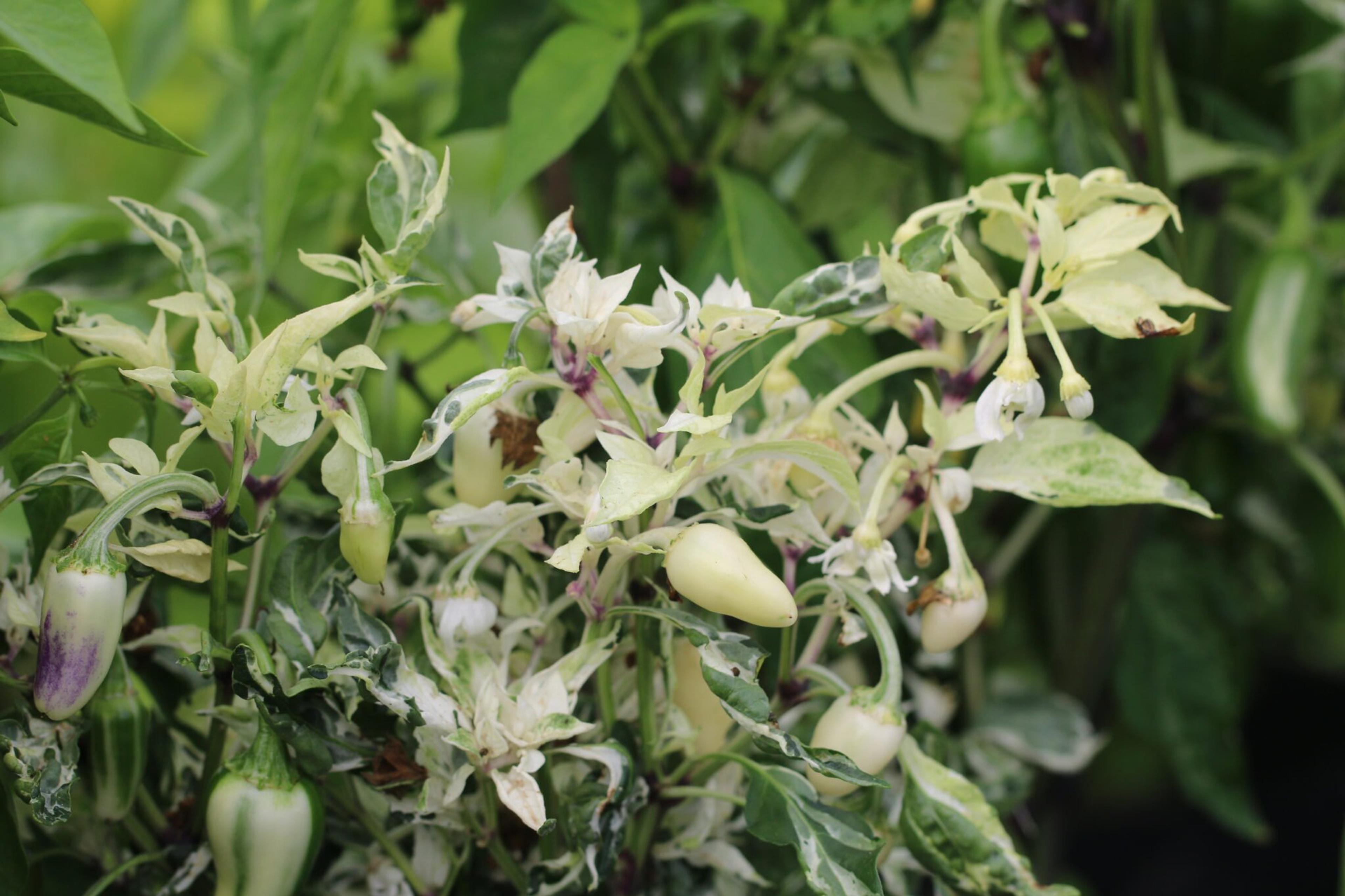 Mattapeno miniatyrbild 3