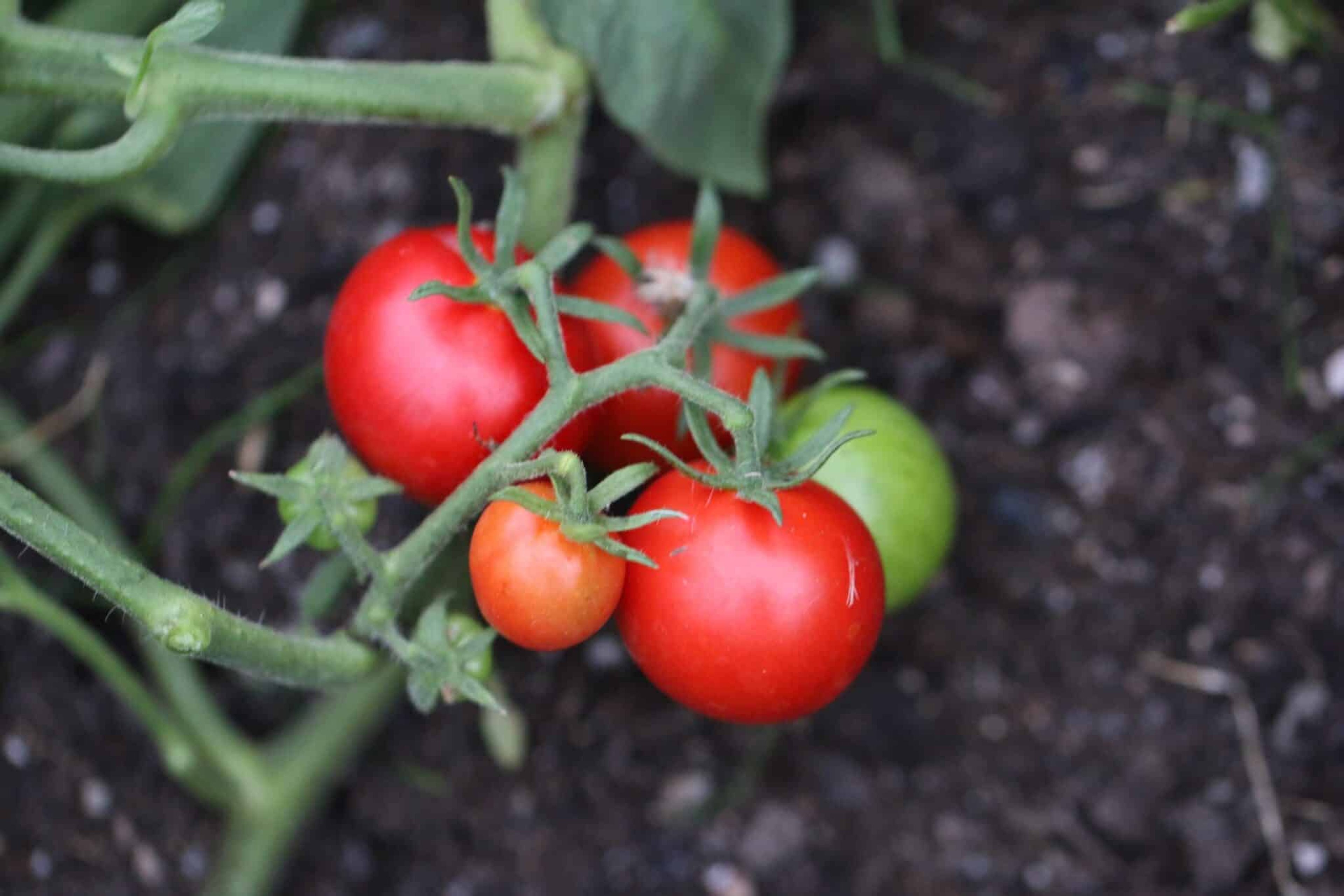 Matina - Svenskodlade tomatfrön från Svenska Frön