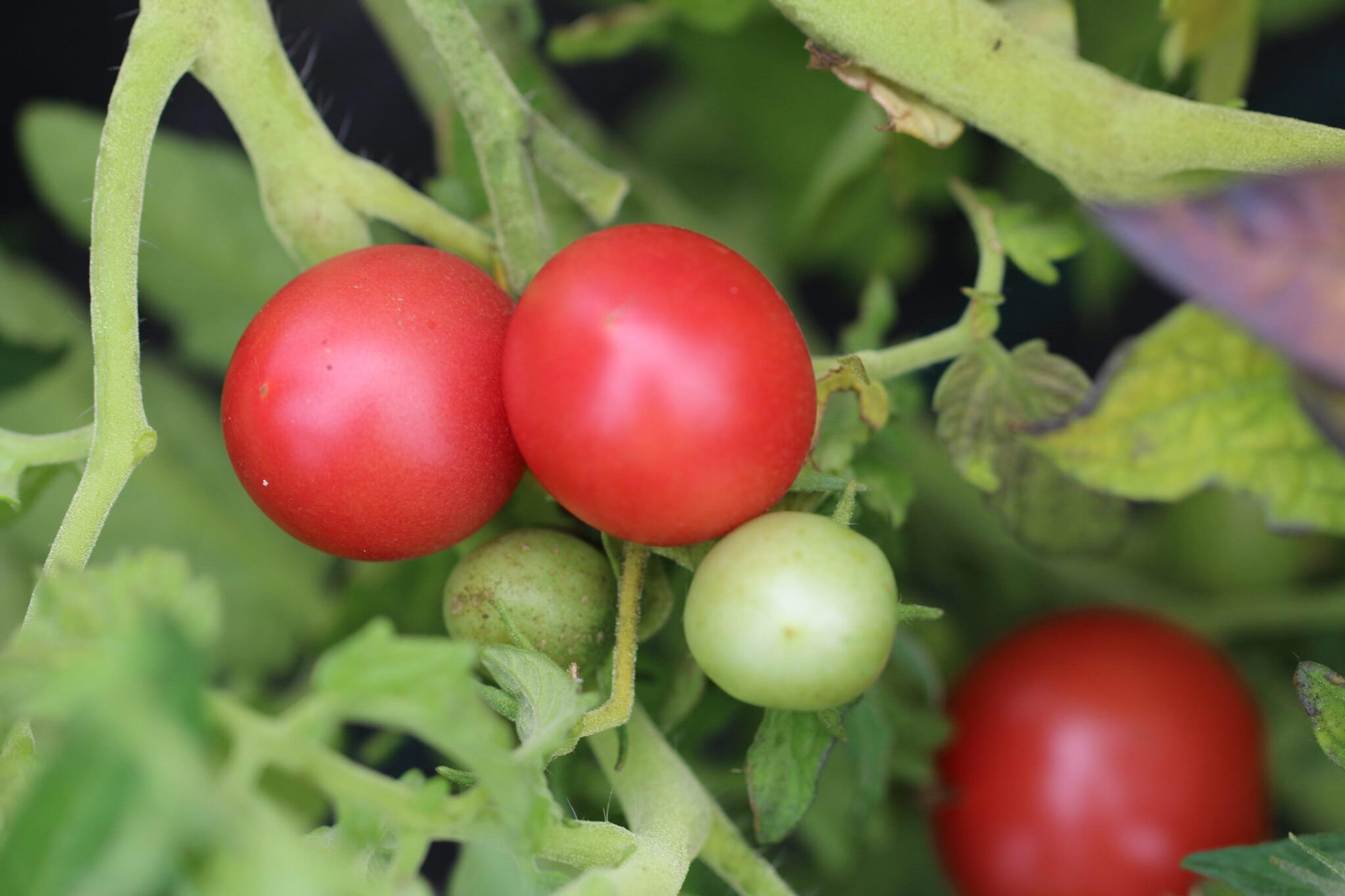 Pink Opal miniatyrbild 2