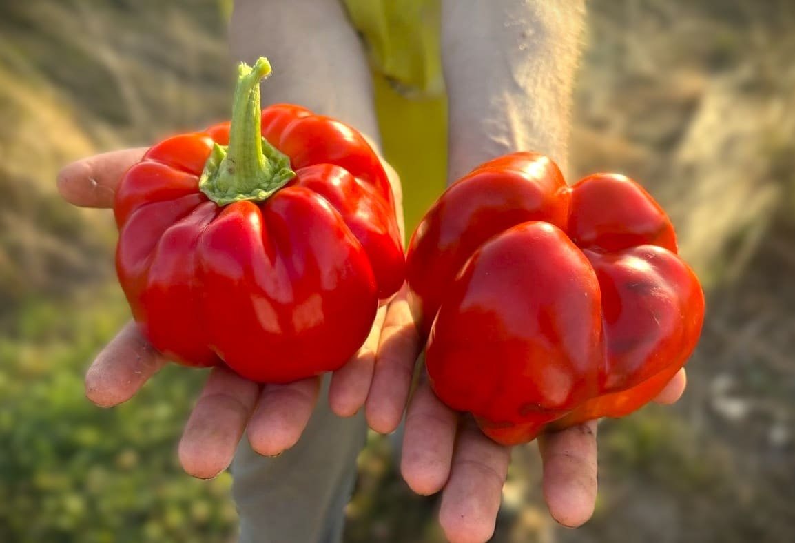 Köp Keystone Resistant - Chilifrön online hos Chilifrön.se Stora röda Keystone Resistant-blockpaprikor på plantan