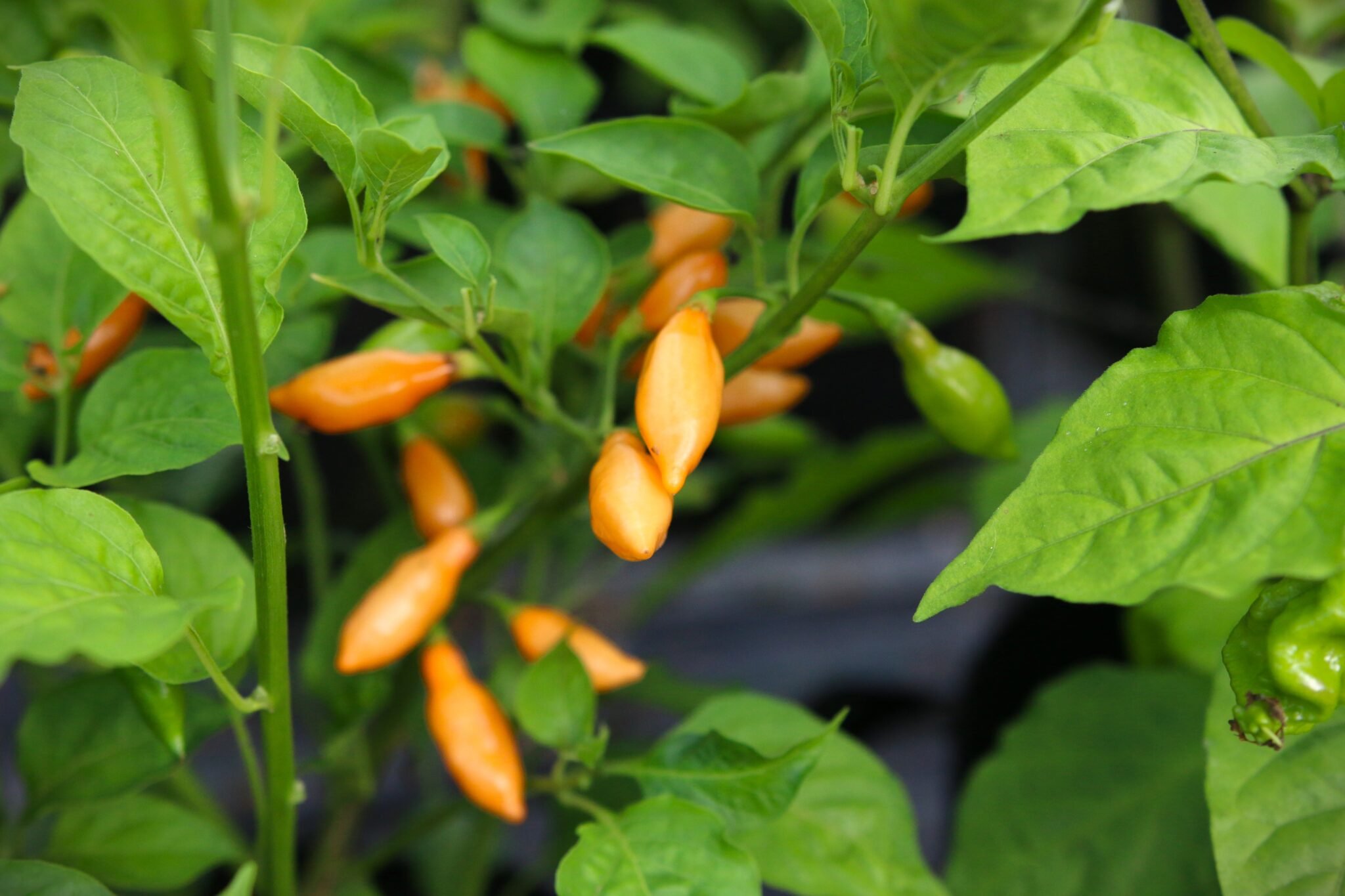 Köp Cobachina Orange - Chilifrön online hos Svenska Frön Cobachina Orange - Svenskodlade chilifrön från Svenska Frön