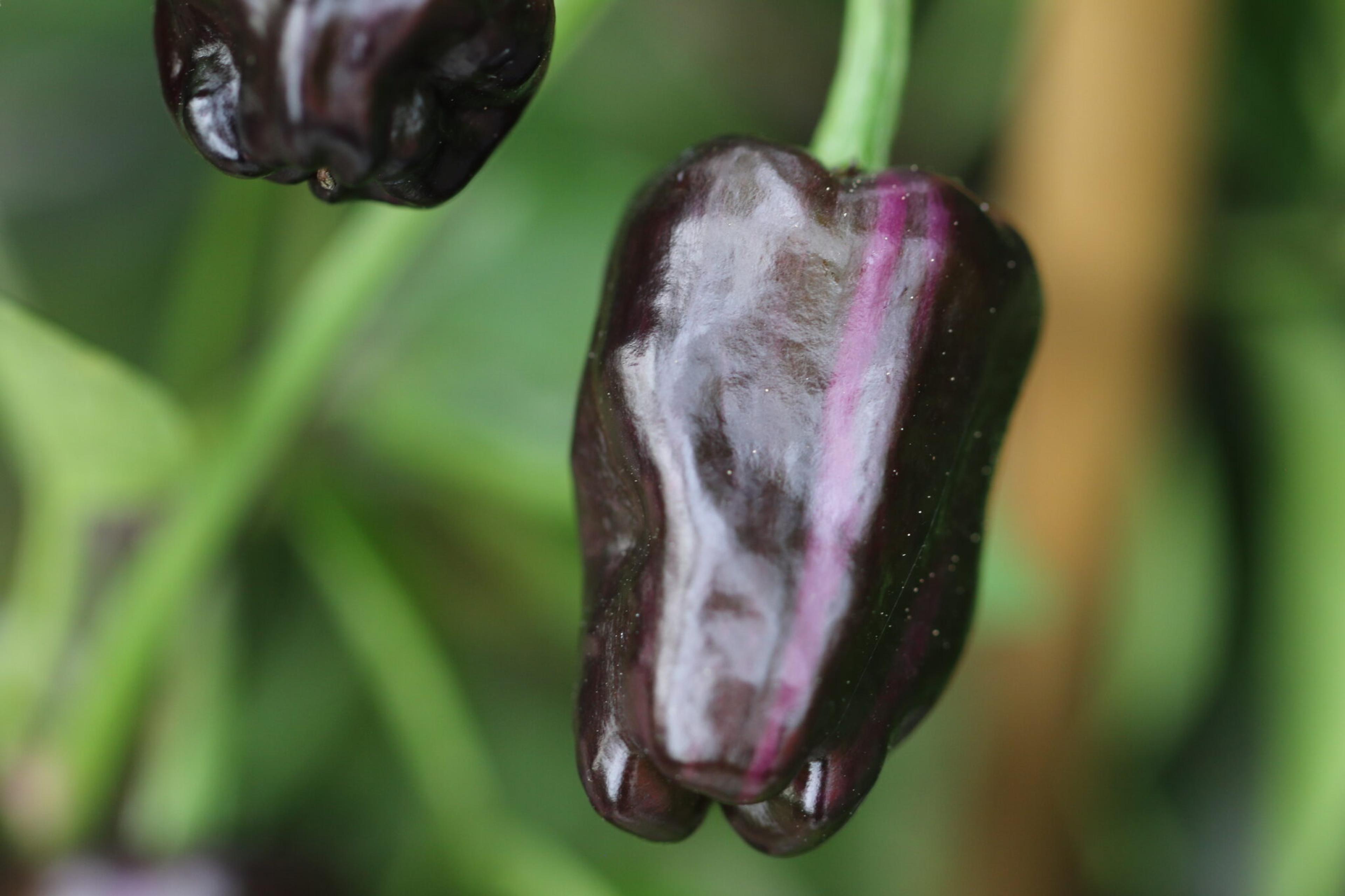 Purple Tiger x Candy Cane miniatyrbild 6