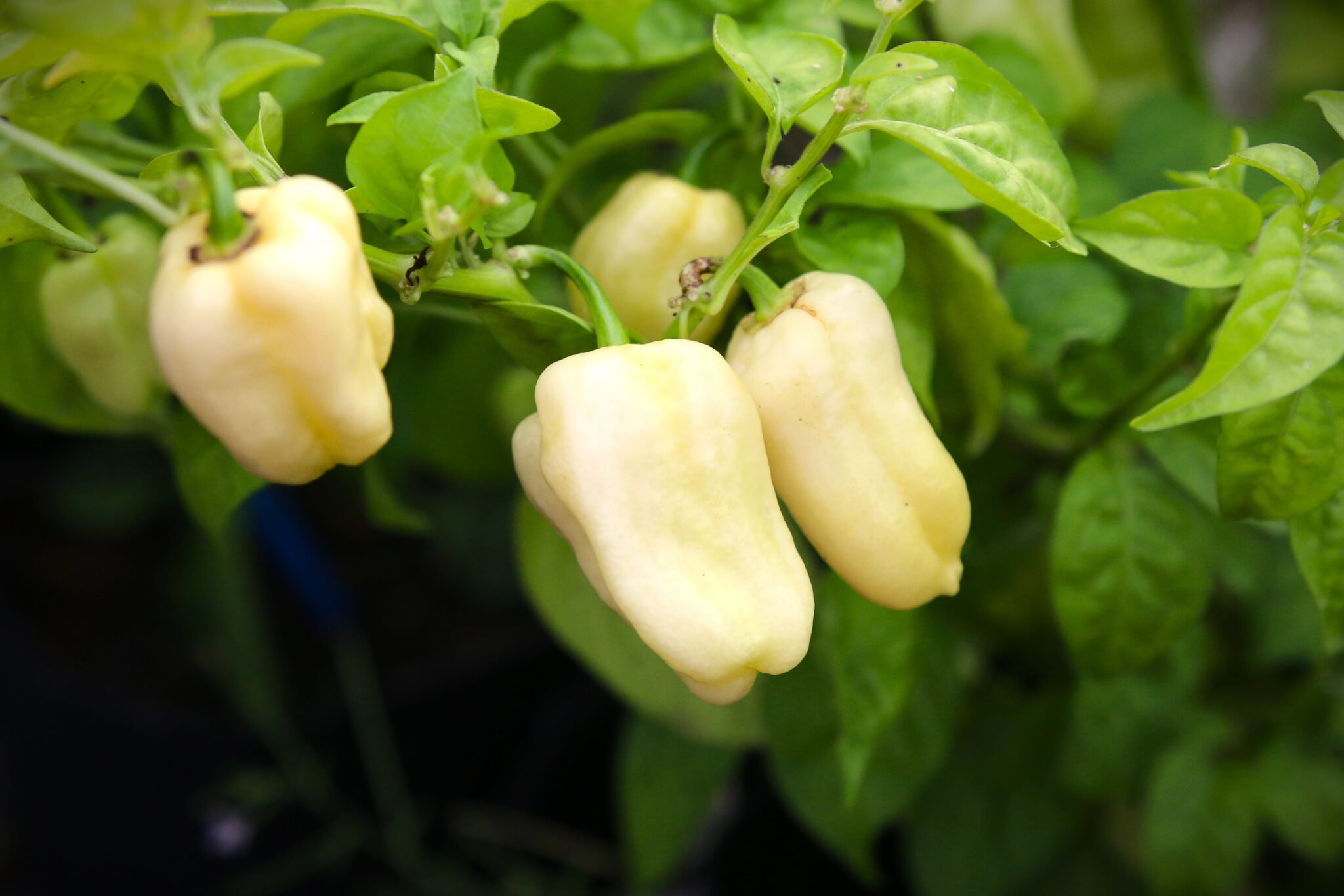 Köp Habanero White Giant - Chilifrön online hos Svenska Frön Habanero White Giant - Svenskodlade chilifrön från Svenska Frön