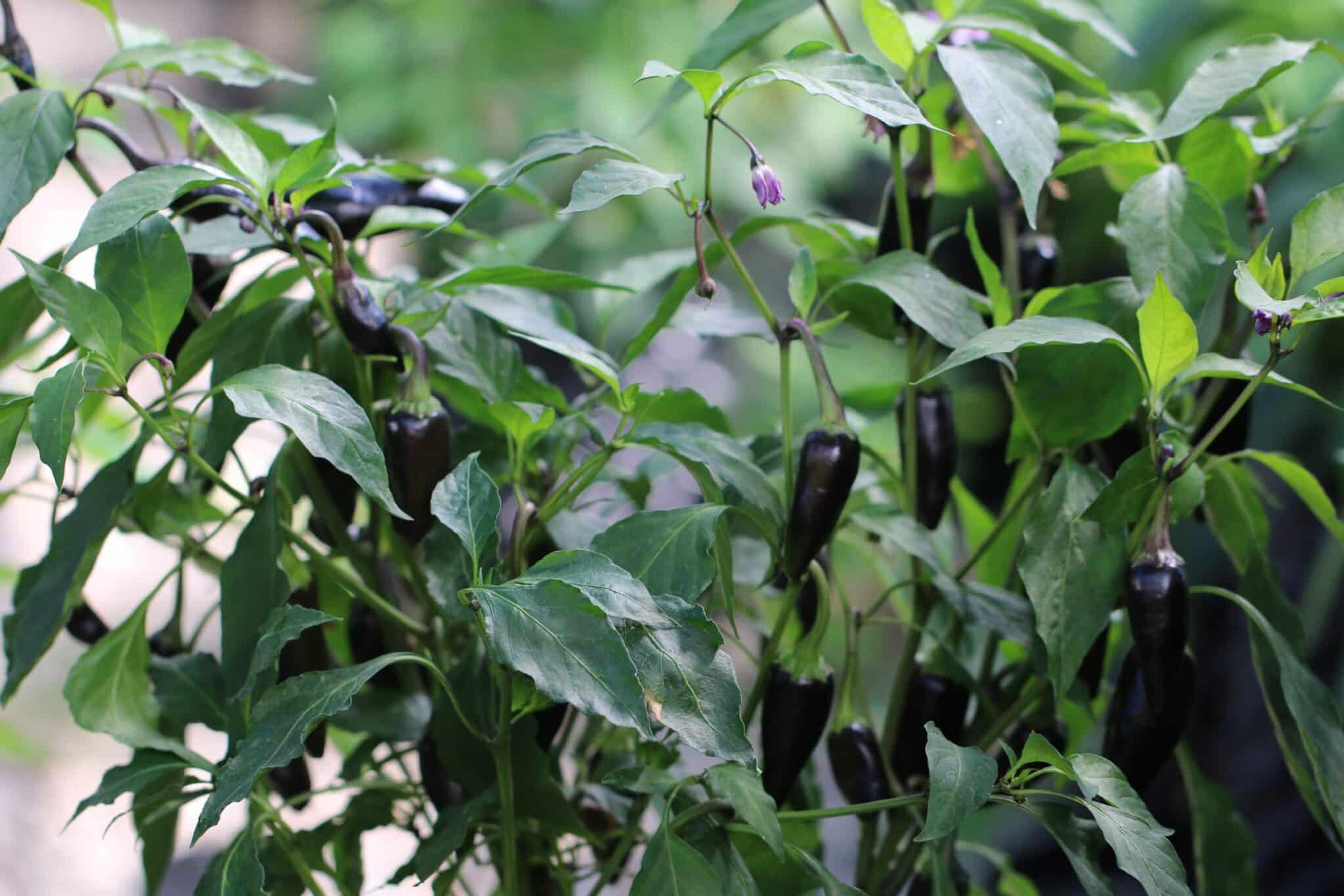 Black Hungarian miniatyrbild 3