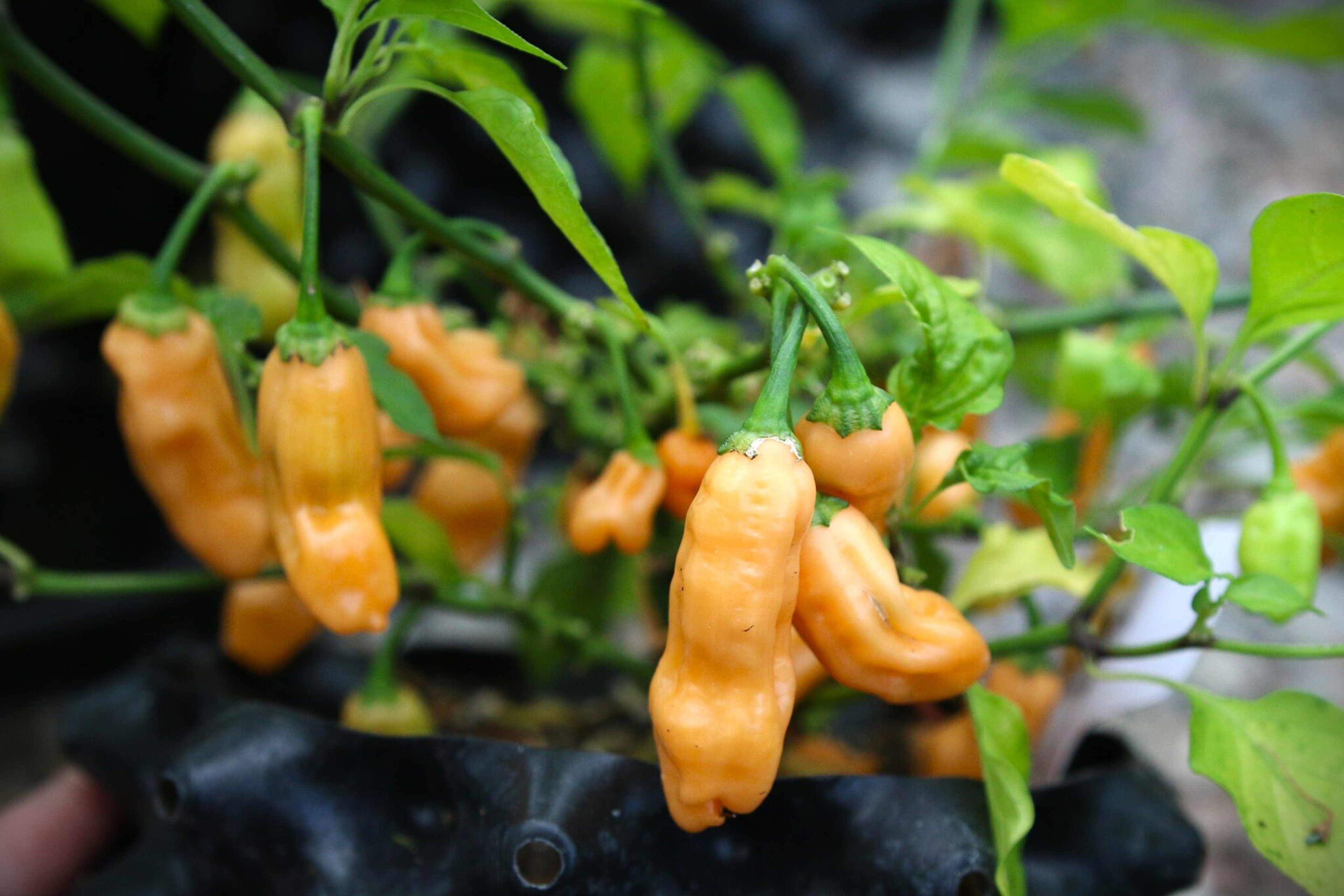 Habanero Lightning Peach - Svenskodlade chilifrön från Svenska Frön