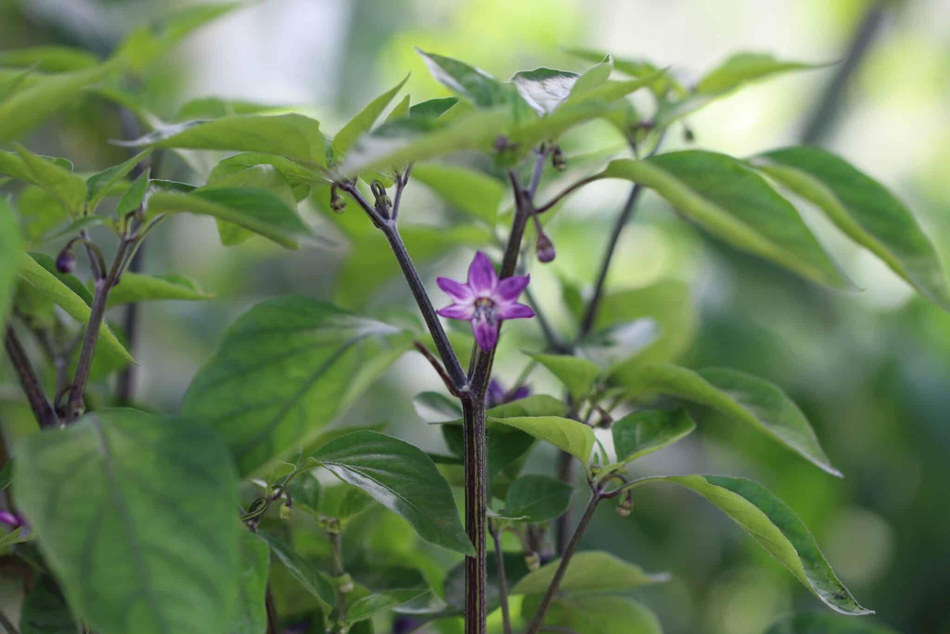 Purple UFO miniatyrbild 2