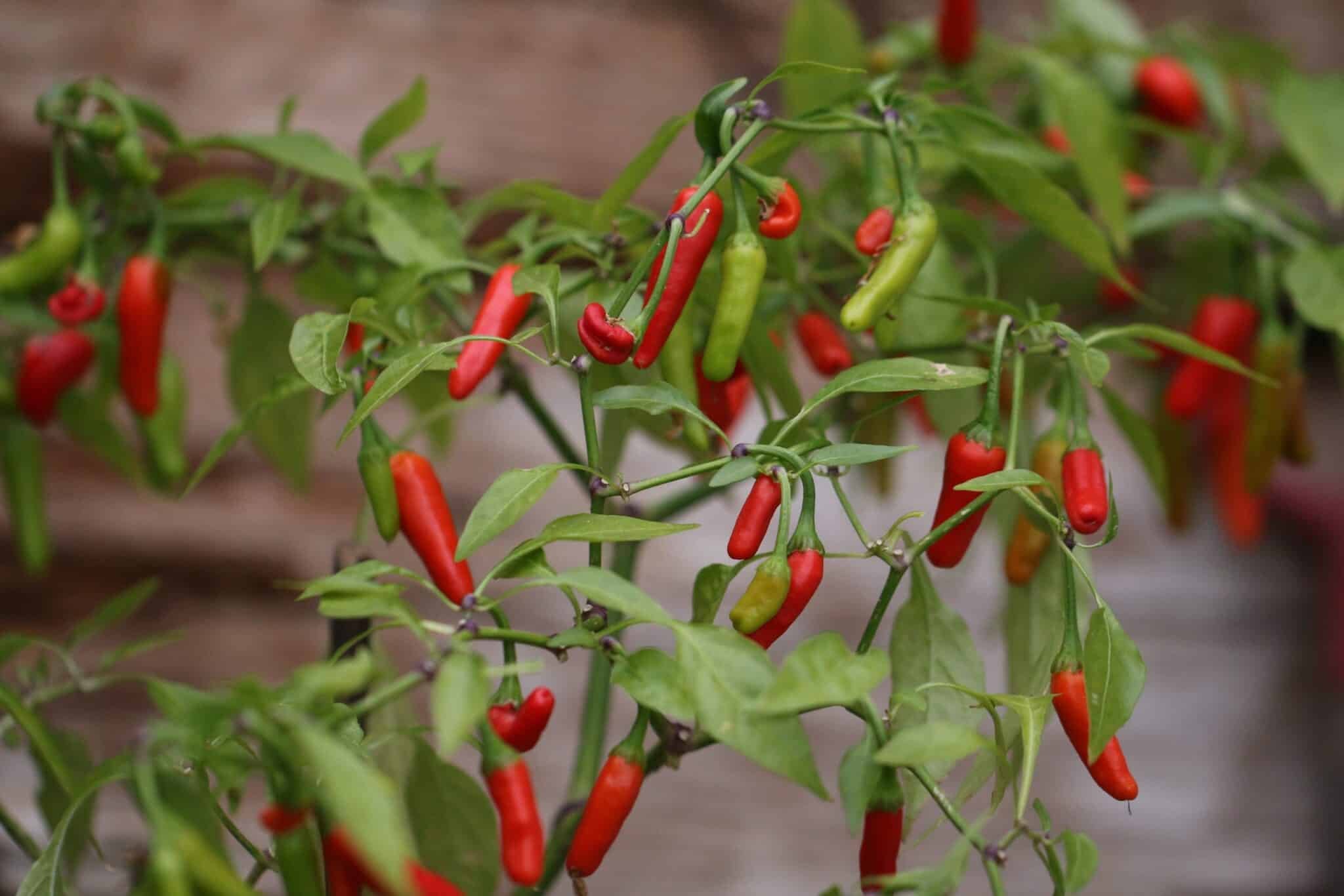 Köp Tabasco - Chilifrön online hos Svenska Frön Tabasco - Svenskodlade chilifrön från Svenska Frön