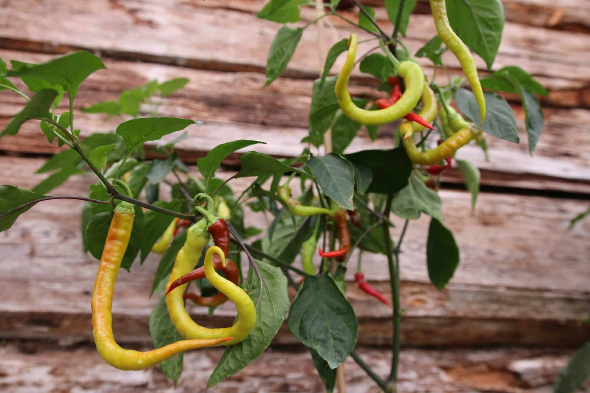 Köp Corbaci - Chilifrön online hos Svenska Frön Corbaci - Svenskodlade chilifrön från Svenska Frön