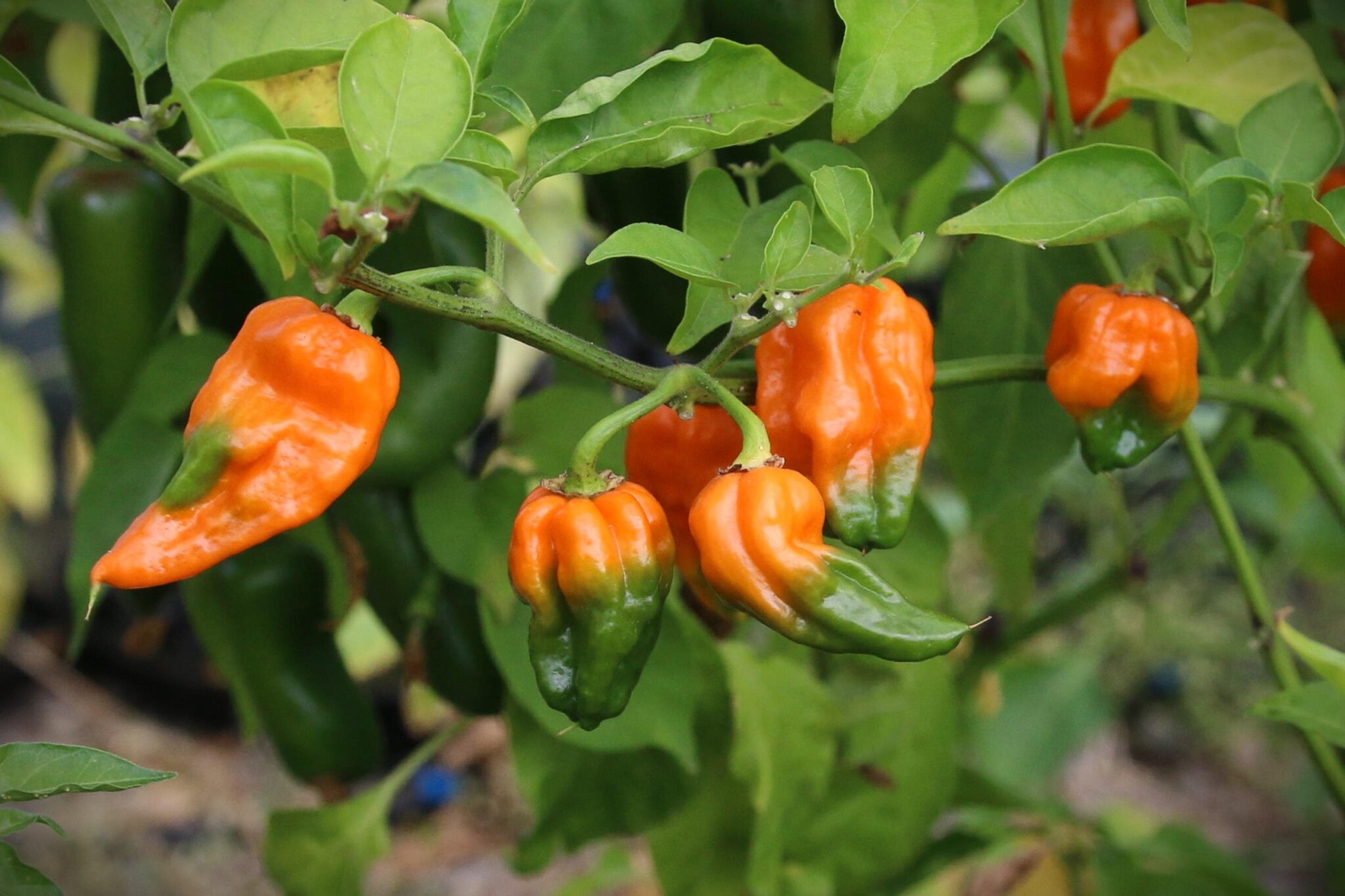 Orange Ripple miniatyrbild 2